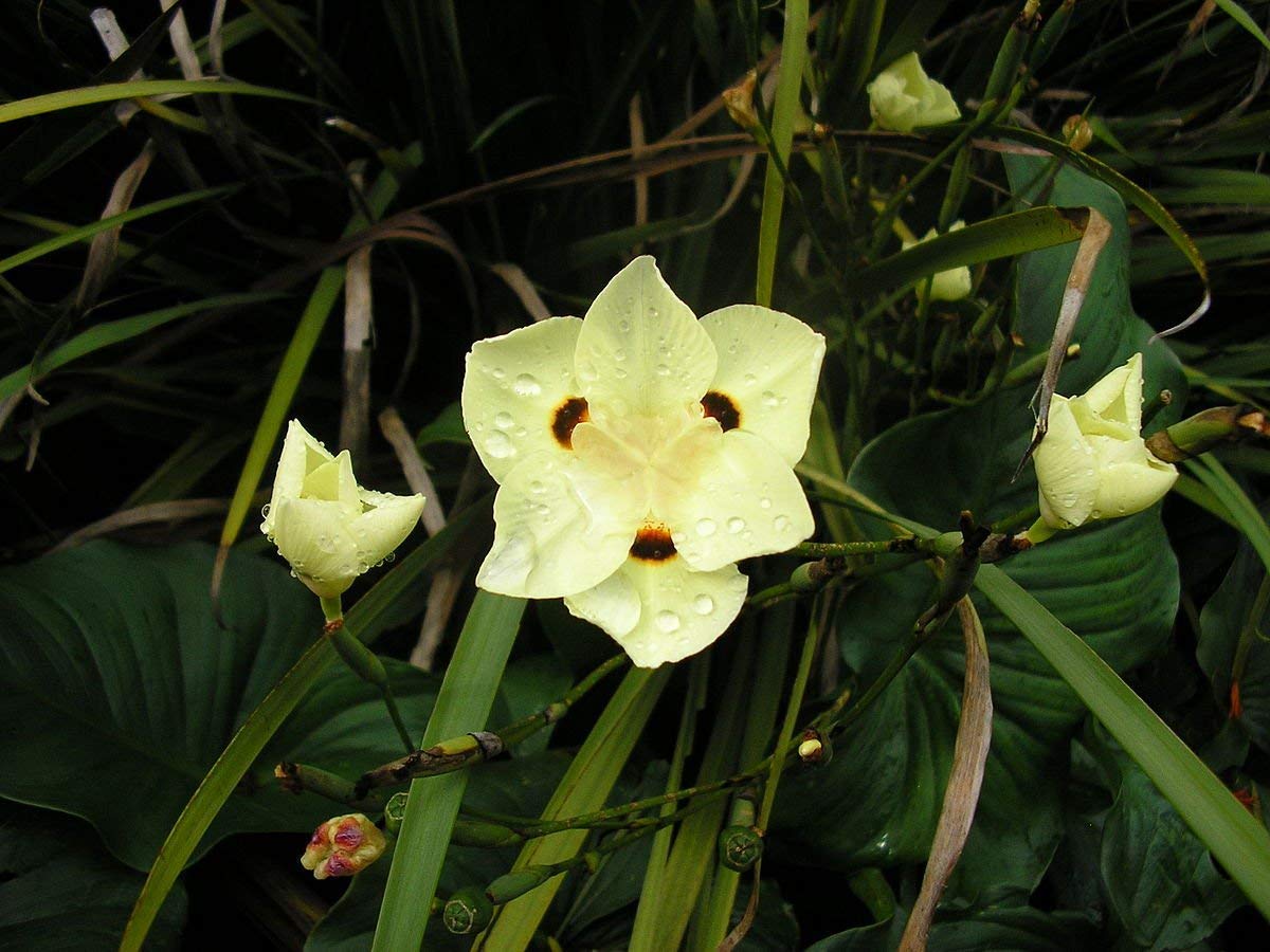 African Iris Yellow - 50 Live Plants - Dietes Vegeta - Drought Tolerant Groundcover Grass