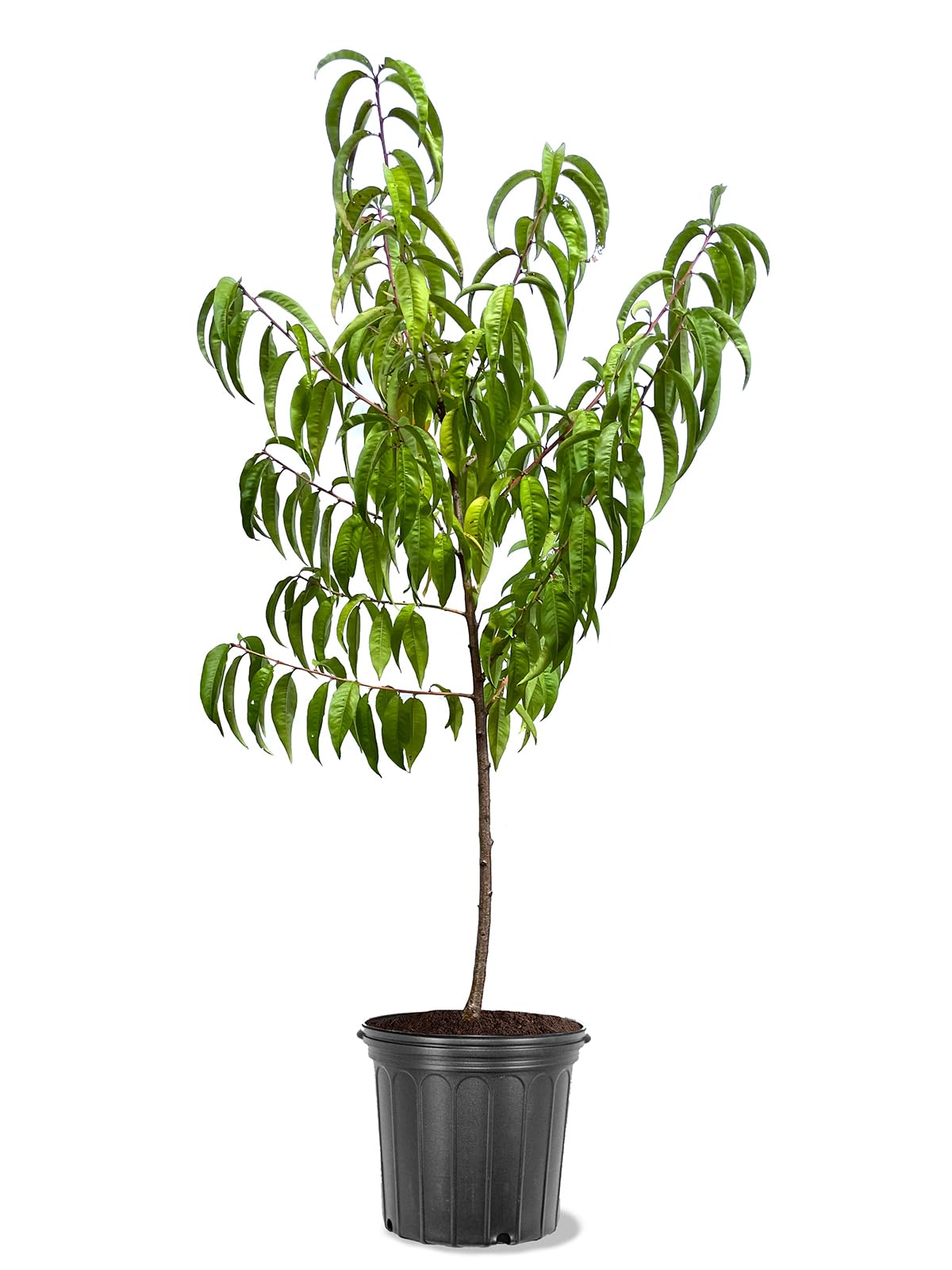 American Plant Exchange Peach Tree 'Ruston Red' – Live Fruit-Bearing Plant, 2-3 ft Tall, 5-Gallon Pot, Cold-Hardy, Peaches for Home Orchards, Backyard Gardens & Edible Landscapes