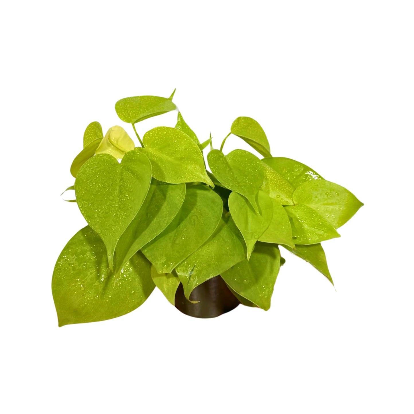 PLANTVERS Neon Heartleaf Philodendron in 4" Grow Pot | Lime-Green Trailing Vine | Easy Care Philodendron Hederaceum | Bright Foliage for Shelf or Workspace Decor