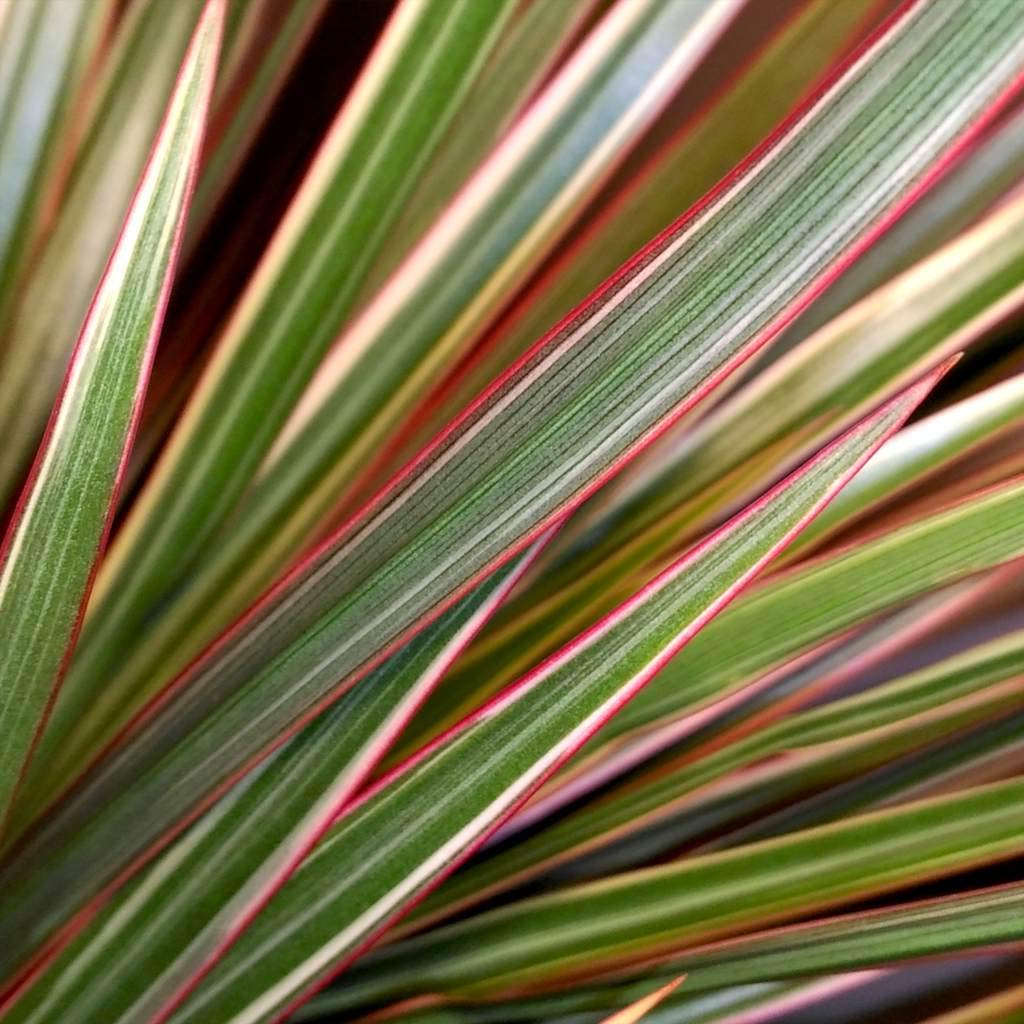 Dracaena Marginata Bicolor - Live Plant in a 6 Inch Pot - Dracaena Marginata 'Bicolor' - Beautiful Air Purifying Indoor Houseplant