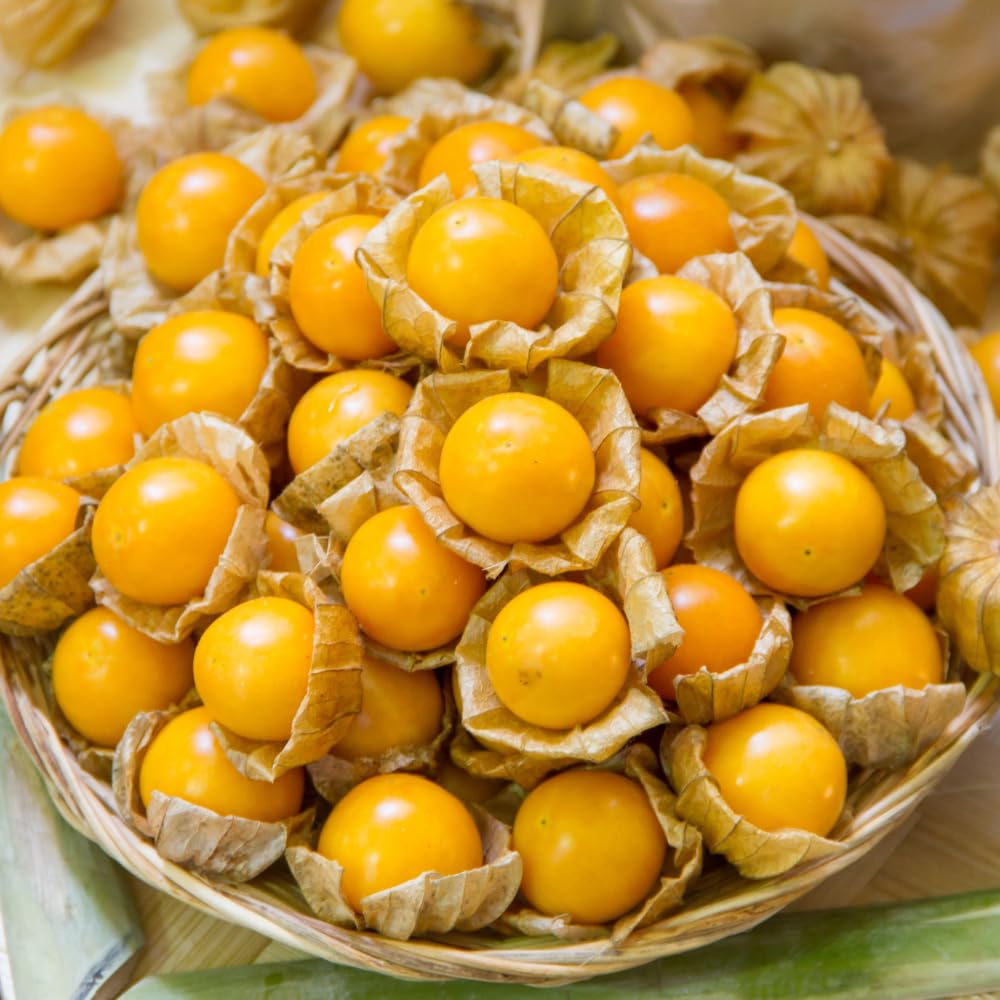 Cape Gooseberry Plant, 4 to 6 Inch Tall Gooseberry Plant Live in 4 Inch Pot, Yellow Fruits Golden Berry Seedling for Garden Outdoors