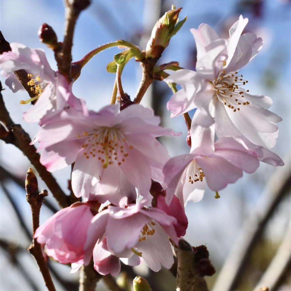 Cherry Blossom Tree, Live Ornamental Tree 6-12" Tall in Pot, Beautiful Spring Blooms for Outdoor Planting (Autumn Cherry Blossom)