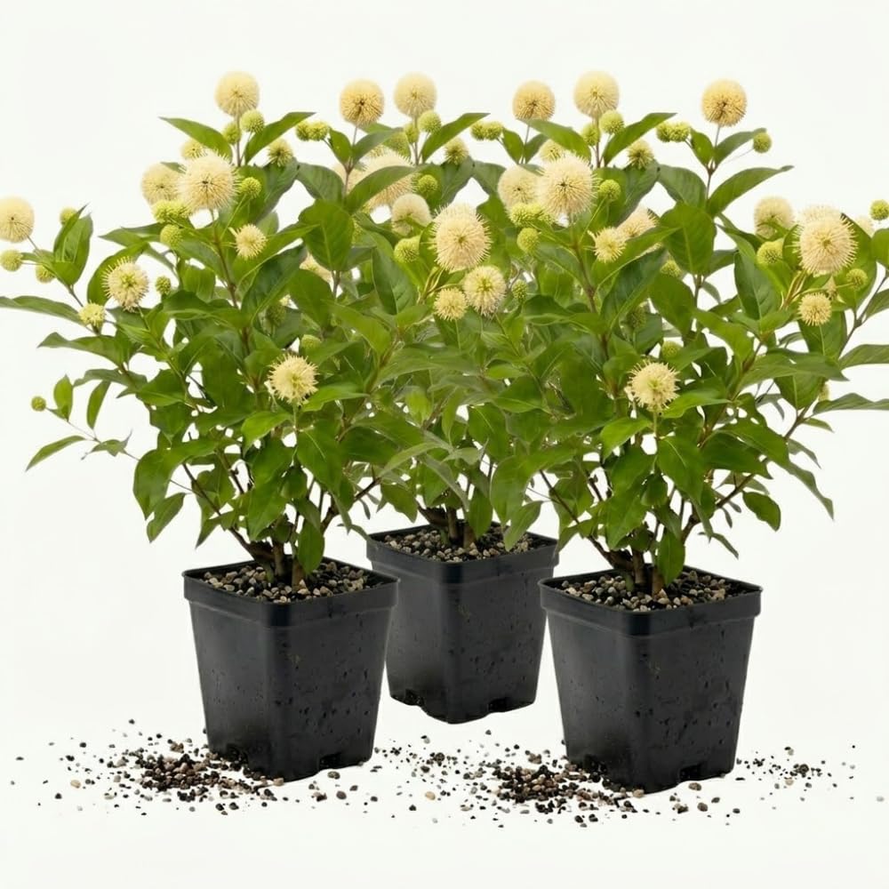 3 Buttonbush Live Plant in 4" Pot, Cephalanthus Occidentalis Live Shrubs, 12-18 Inch Tall, Great for Pollinator Gardens, Wetland & Landscape Planting, Easy to Grow