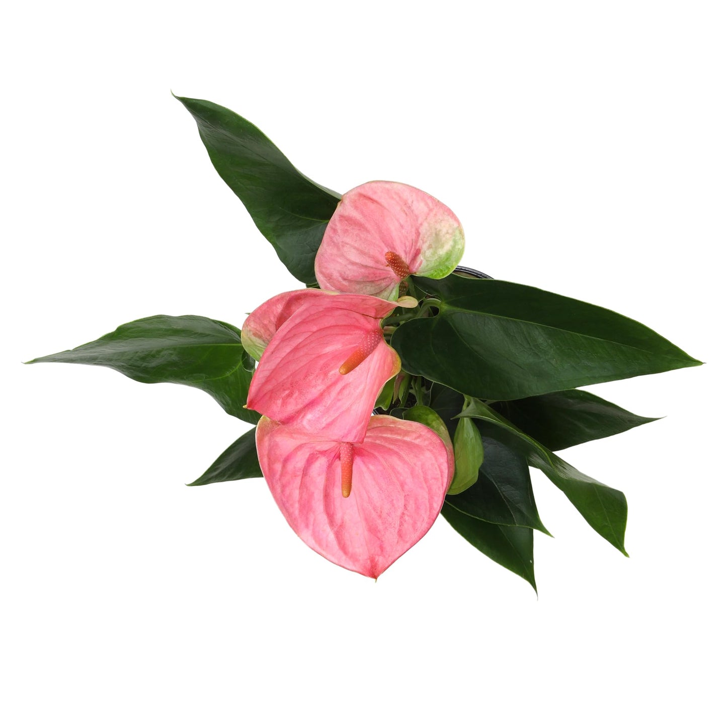 Pink Anthurium Live Plant (Approx. 13-16" Tall), Real Flowers/Unique House Plants in 4" Nursery Pot, Floral Office Plants, Air Purifying Plants & Cool Gifts for Plant Lovers by Plants for Pets