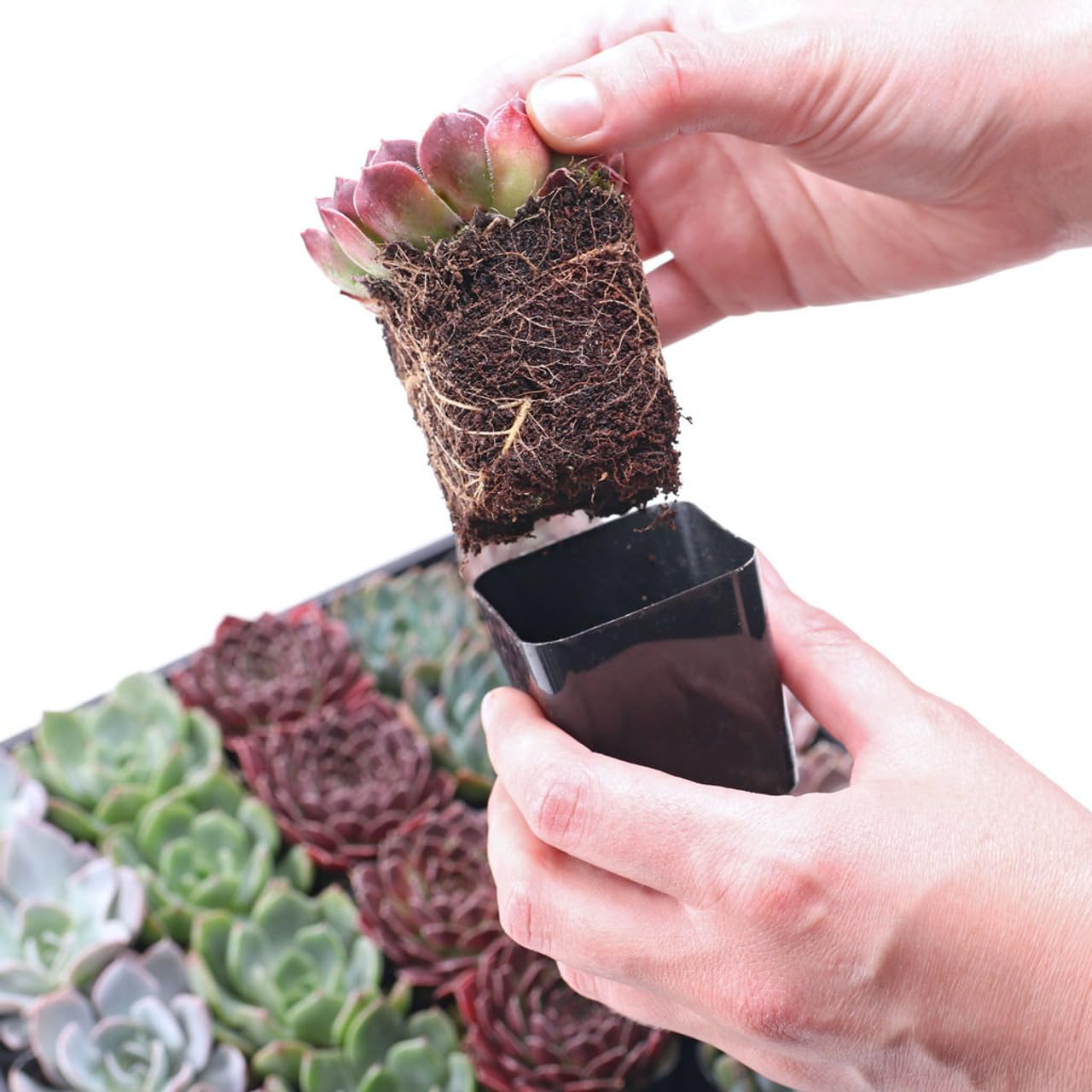 Mountain Crest Gardens Pink, Purple & Red Succulent Pack - 6 Live Plants in 2 Inch Pots - Real Succulents for Indoor/Outdoor Decor, DIY, and Gifts