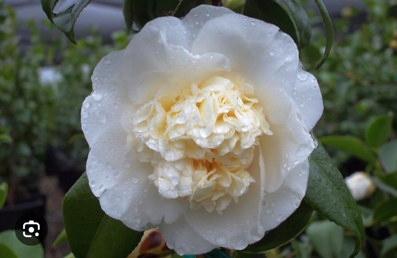 Live Plant - Shiro Chancamellia Japonica-Live Starter Plant