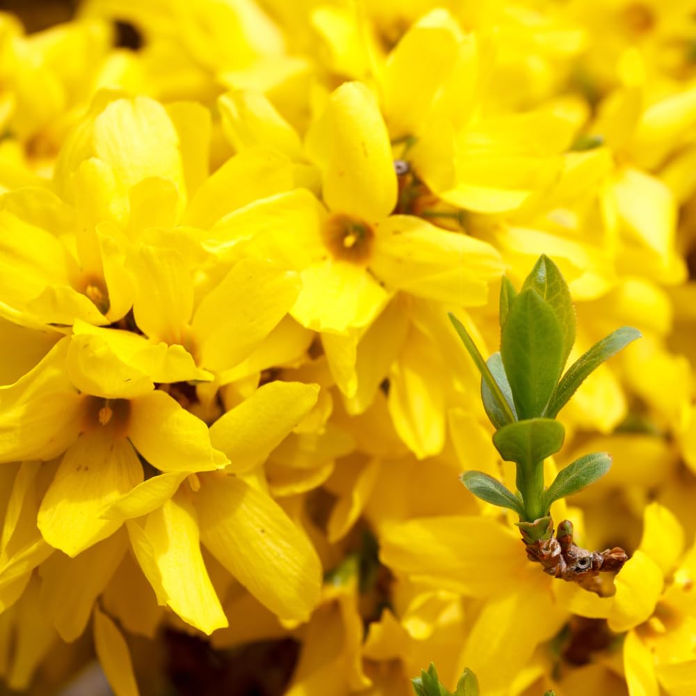 2 Forsythia Plant Live, 4 Inch Pot Lynwood Gold Forsythia Bush, Hardy, Low Maintenance, Bell Yellow Flowering Shrub, Ideal for Garden Décor & Outdoor Spaces