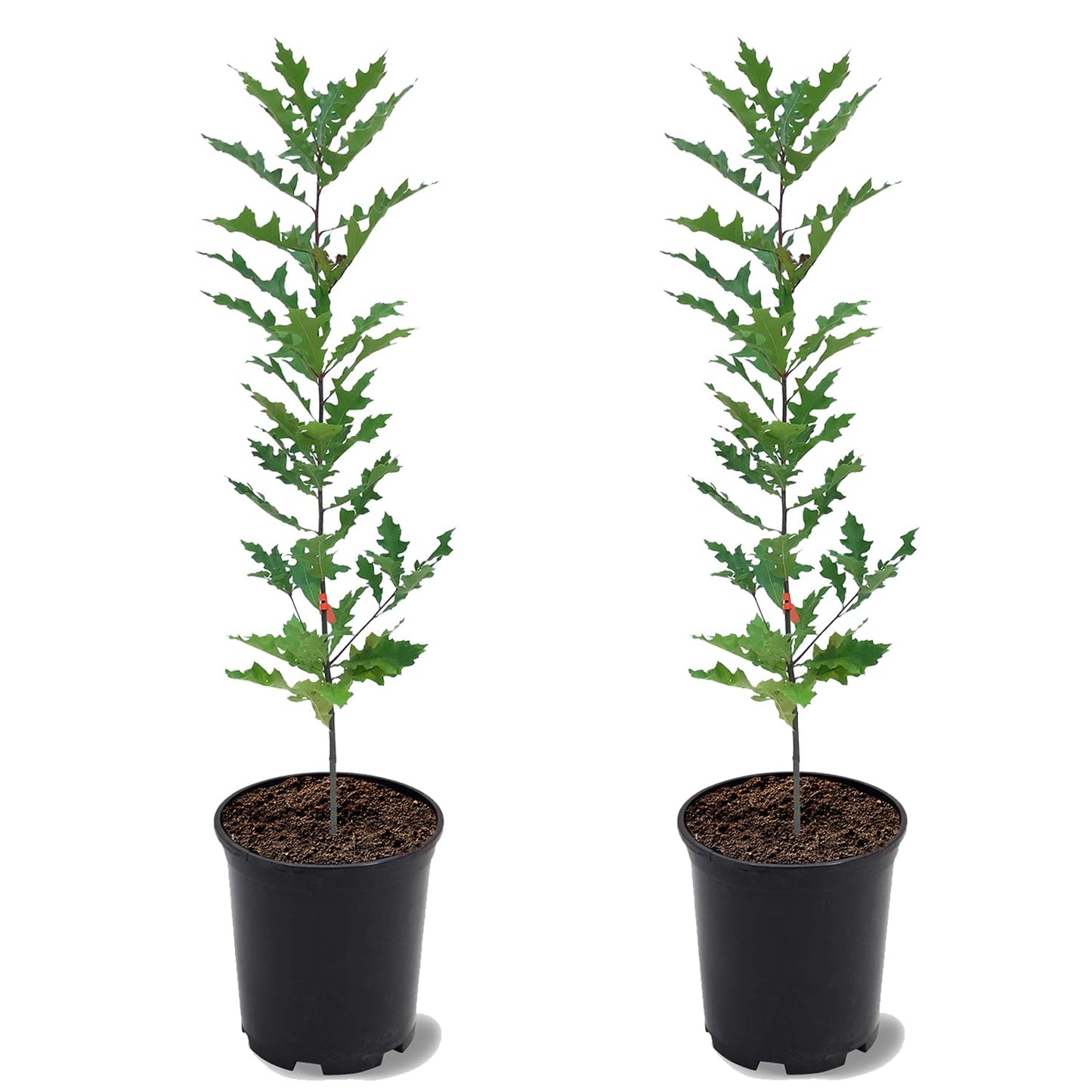 Pin Oak, Evergreen, Glossy Dark Green Foliage, Shade Tree, 2-3 ft Tree Height, 1 gal. Nursery Pot (Due to Agricultural Laws, we Cannot Ship to CA, AZ, AK, or HI), 2 Trees