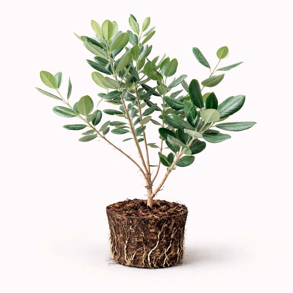 PLANT NOOK Pineapple Guava (Feijoa) Live Plant Starter Plug 2-Pack | Tropical Sweet Fruit Tree | Evergreen Shrub with Edible Fruit | Full Sun, Container Friendly