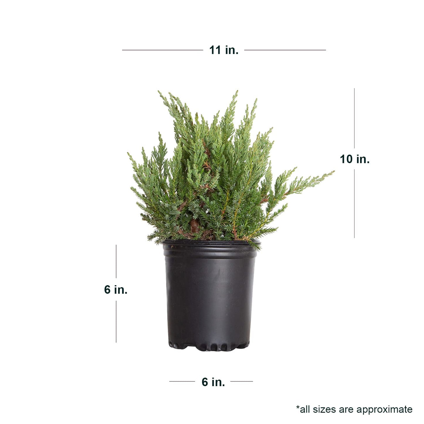 Parsoni Juniper (2.5 Quart) Low-Growing Evergreen Shrub with Grayish Blue-Green Foliage - Live Outdoor Full Sun to Part Shade Plant