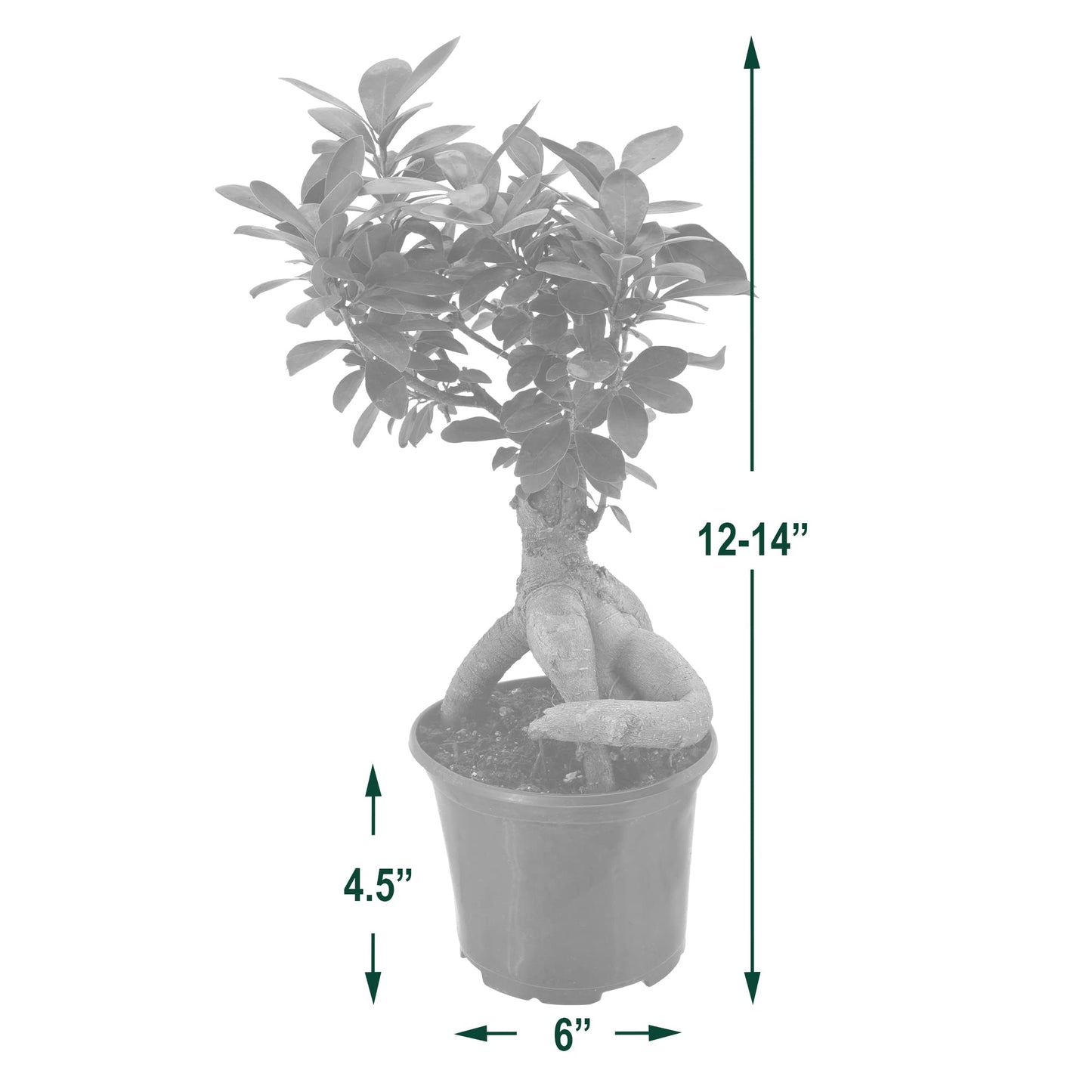 Arcadia Garden Products LV62 Ginseng Ficus Live Indoor Bonsai Plant in 6 in. Plastic Grower Pot, 6 Inch, Green *Sold By Amazon and Arcadia Garden Products*