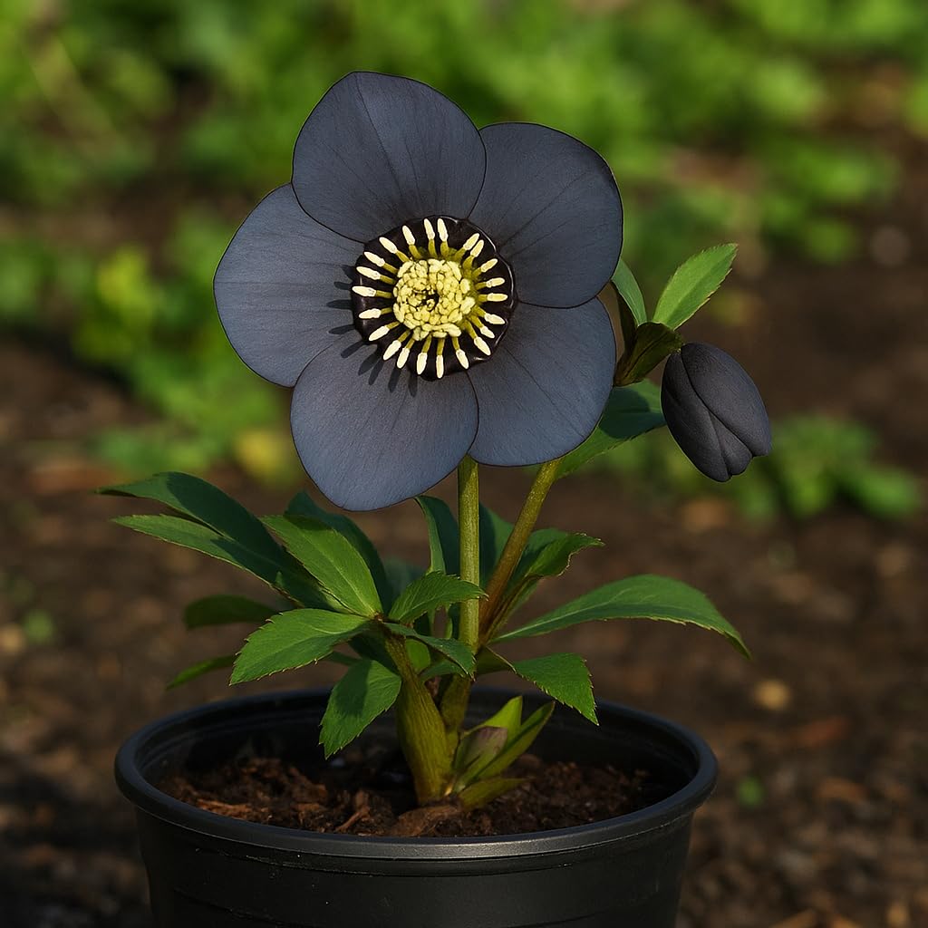 Perennial Farm Helleborus Winter Jewels 'Blue Diamond' – Live Lenten Rose in 1 Quart, Double Bluish-Purple Blooms, Early Spring Color, Shade Loving, Deer Resistant, Ideal for Woodland Gardens