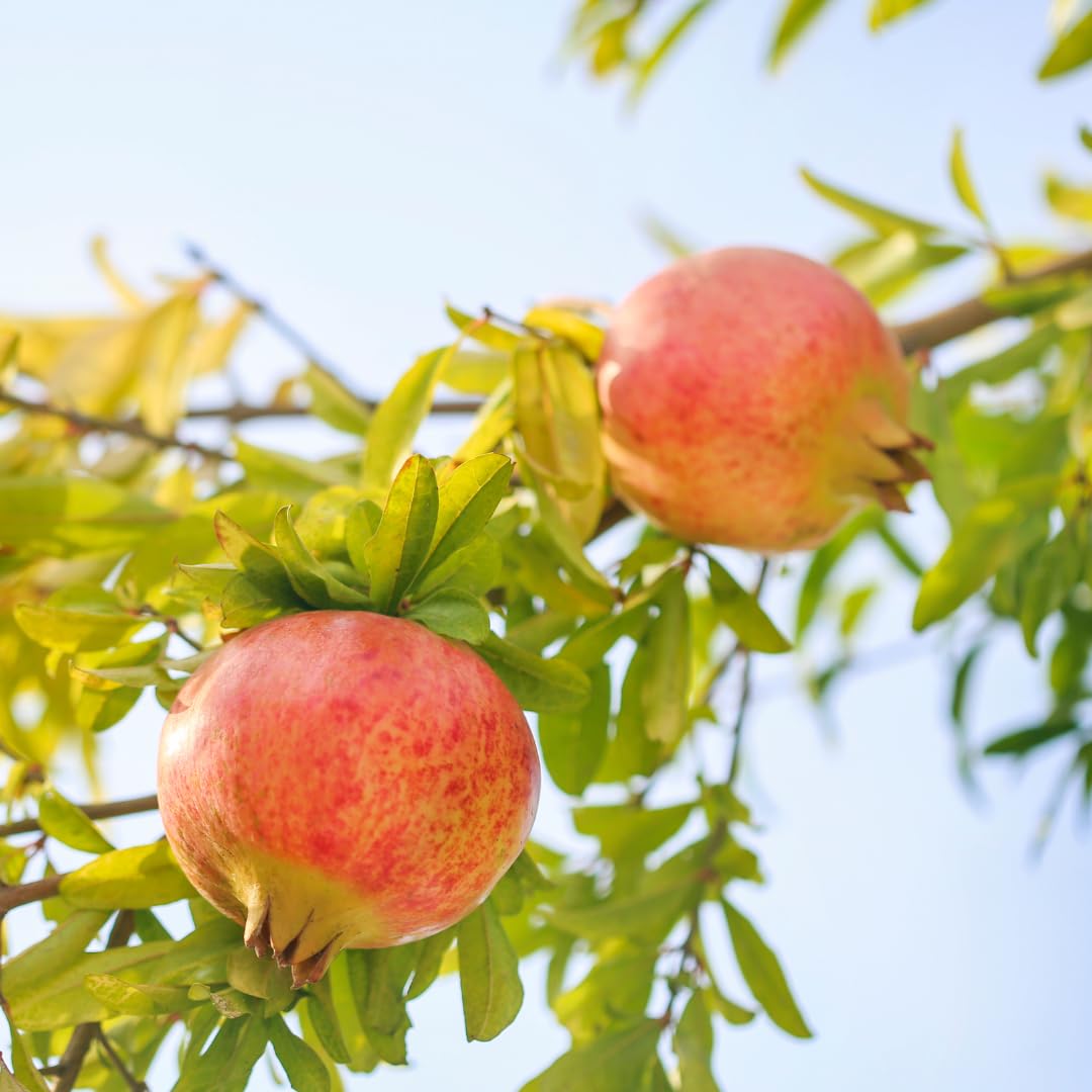Live Pomegranate Tree, Red Pomegranate Fruit Tree, Potted - Wonderful Pomegranate Bush - Suitable for Garden Planting, Size 10 to 15 Inch Tall