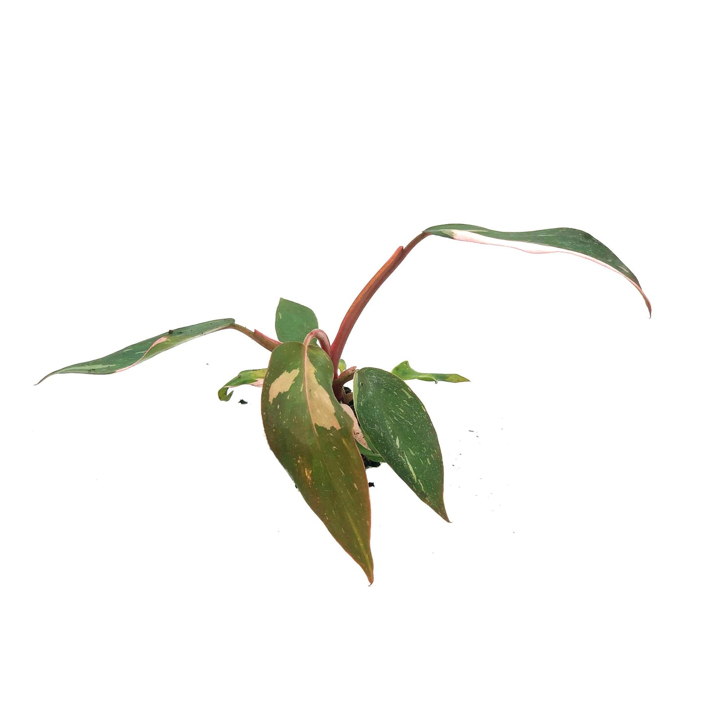 Live Plant - Philodendron Pink Princess, 4-6” Tall 2” Plug - 1ct - Live Arrival Guaranteed - House Plants for Home Decor & Gift