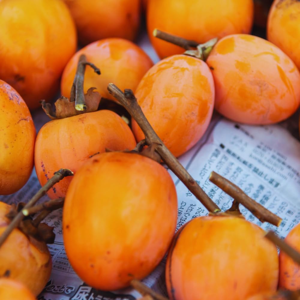 Persimmon Tree Live Plant, 2 to 3 Feet Tall, 3 Gallon Pot, Orange Persimmon Fruit Plant Live Gardening, No Ship to CA