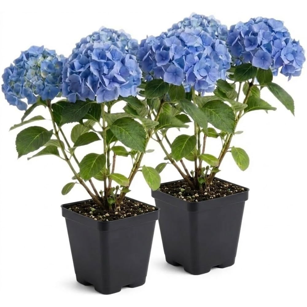 2 Nikko Blue Hydrangea Live Plants for Planting, 6-12 Inch Tall in 2.5 Inch Pot, Blue Mophead Bloom, Flowering Shrub for Garden and Patio