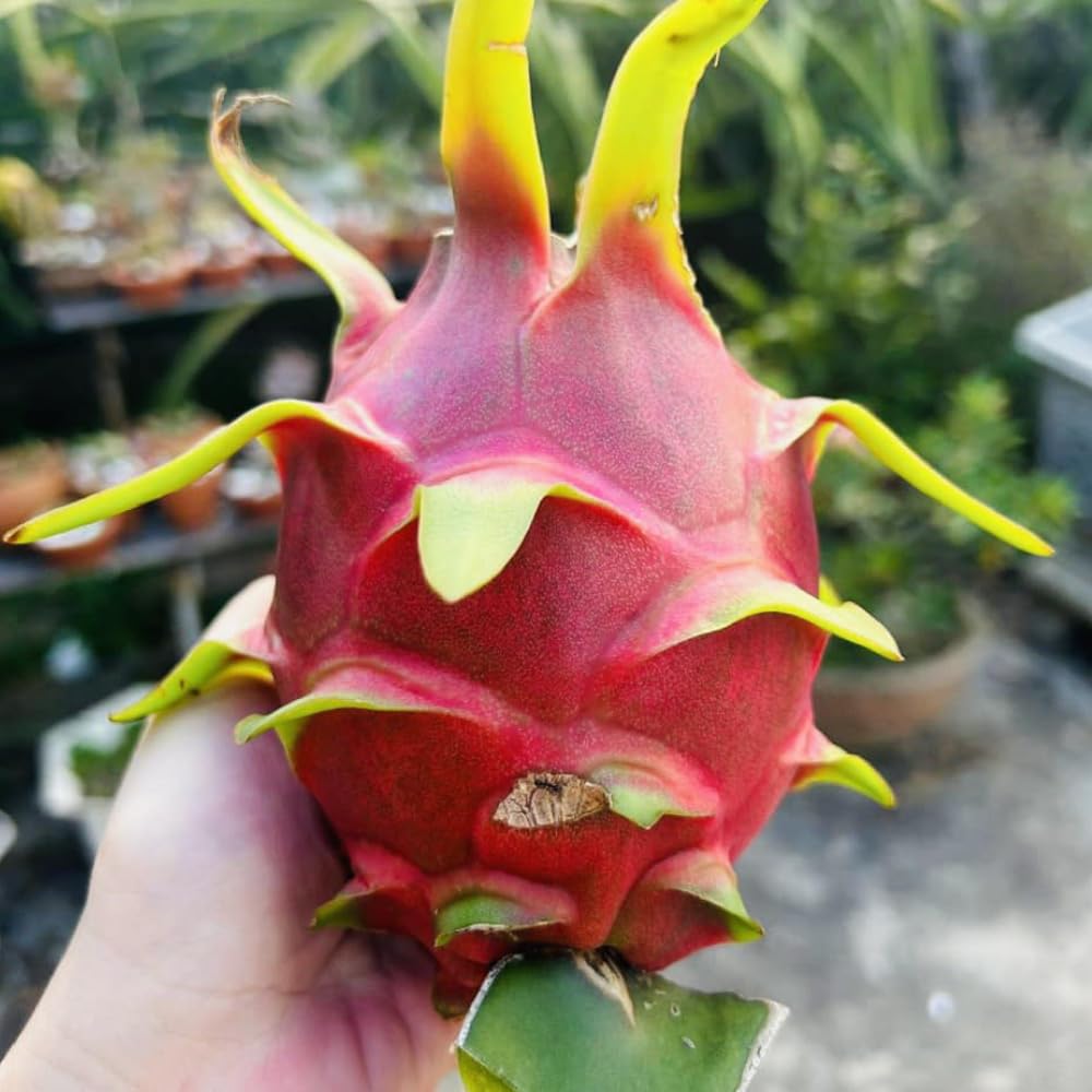 3 Dragon Fruit Cuttings, White Dragon Fruit Plants Live from 10 to 12 Inches Long, Dragon Fruit Live Plants