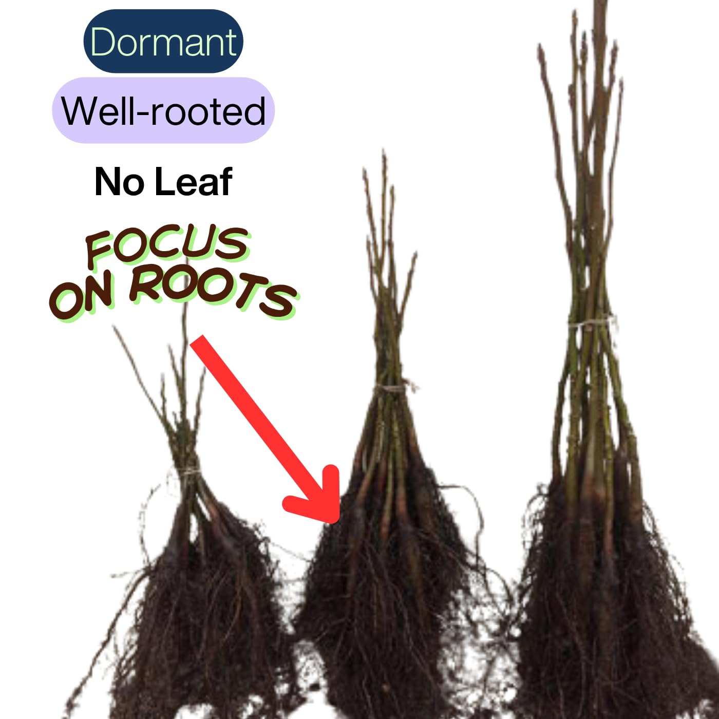 4 Black Elderberry Bushes Trees Plants Live for Planting, 5-9", American Elderberry Cold Hardy for Outdoor Growing