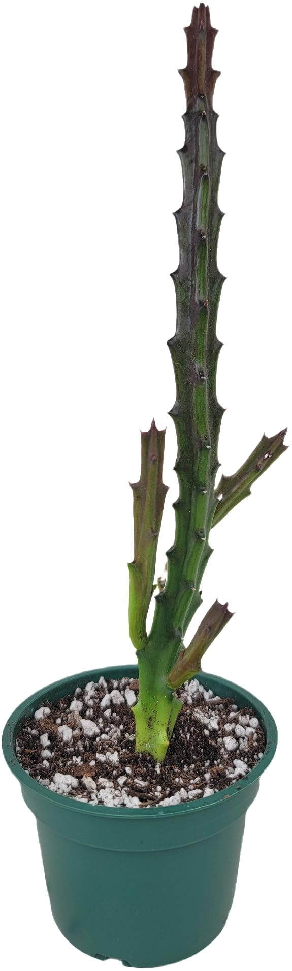 Lifesaver Plant with Purple Flowers - Live Plant in Pot - Stapelia Mutabilis - Beautiful Indoor Outdoor Cacti Succulent Houseplant with Exotic Blooms (1 Plant, in a 3.5" Pot)