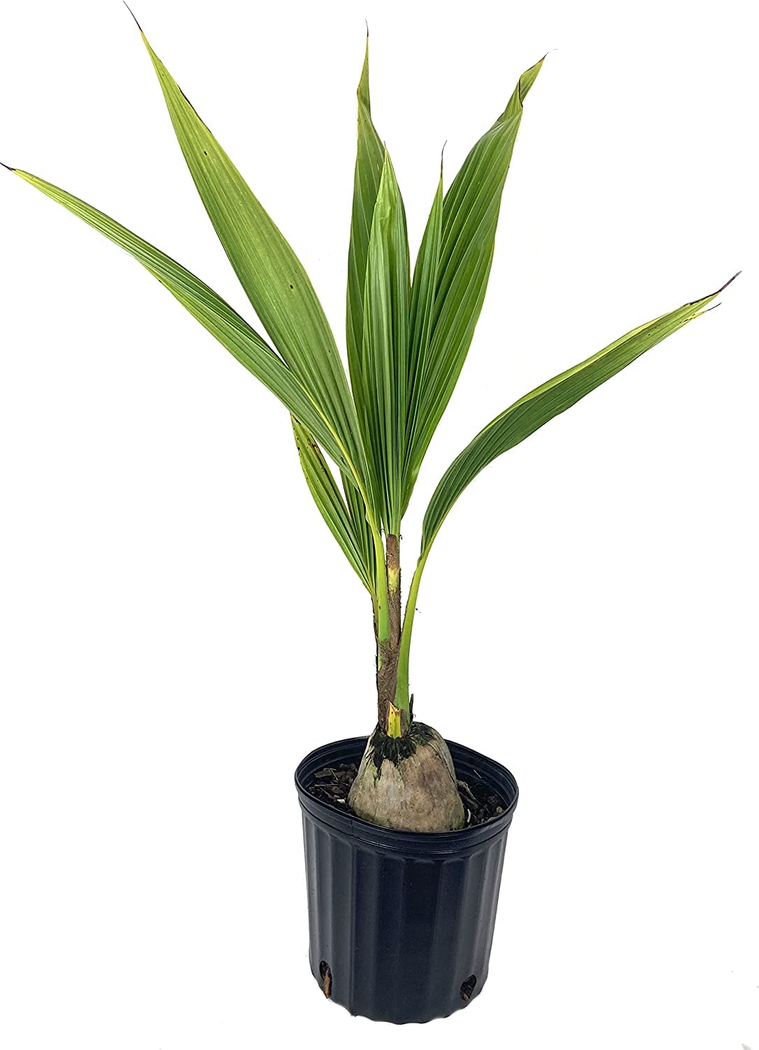 Live Coconut Palm Tree 1 to 4 Feet Tall XL Sprouted Cocos Nucifera Live Plant OK to Ship to California Green Dwarf Malayan