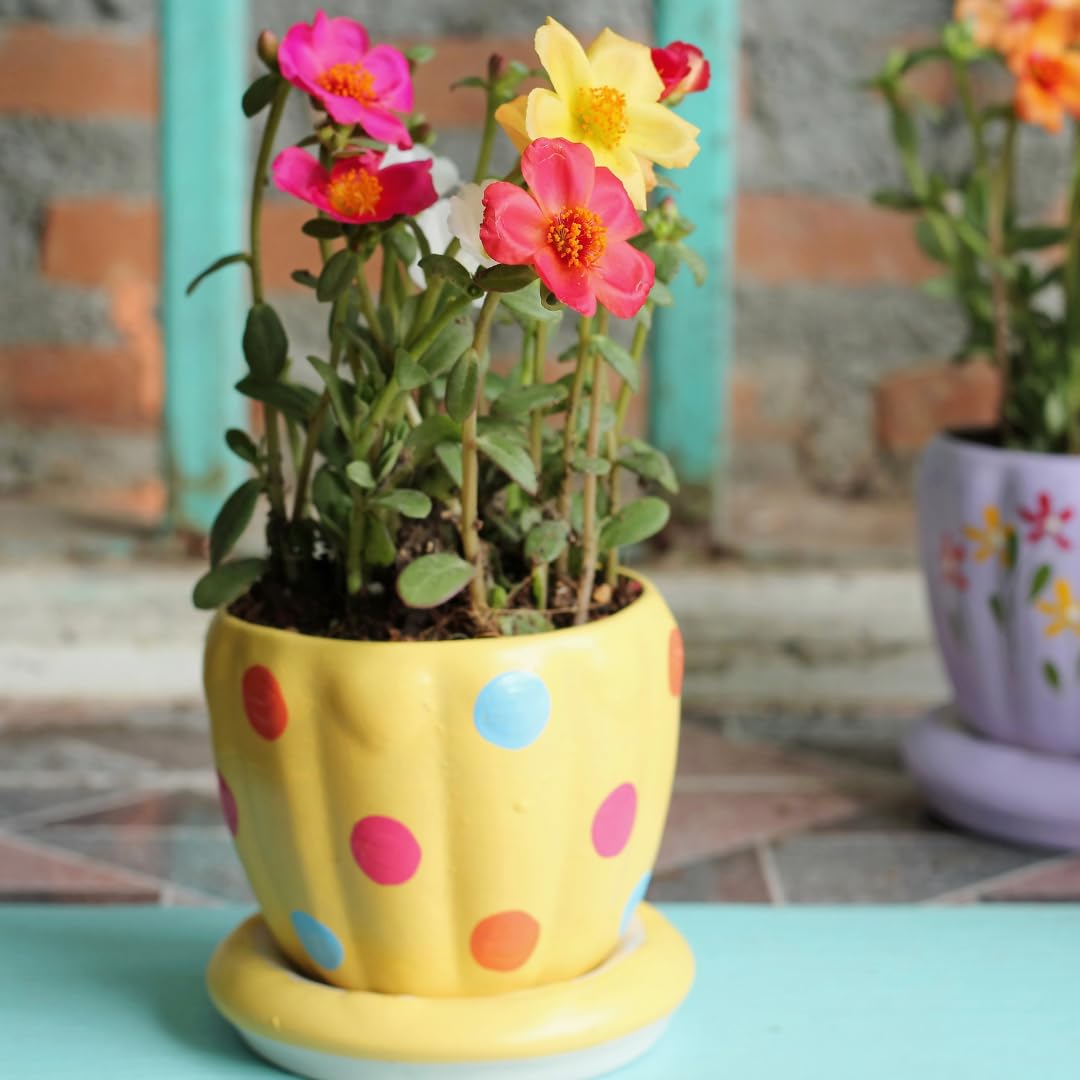 Set of 4 Live Portulaca Plants, Moss Rose Flower Plants, 4–7 Inches Tall, Well-Rooted, Ready to Grow (Hot Pink Portulaca)
