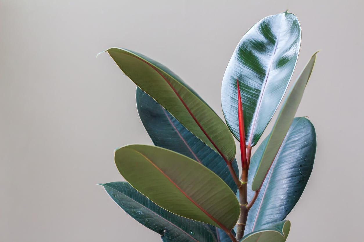 Burgundy Rubber Fig, Live Plant in 3" Grower Pot, Easy Care, Houseplant, Indoor, FICUS elastica 'Burgundy'
