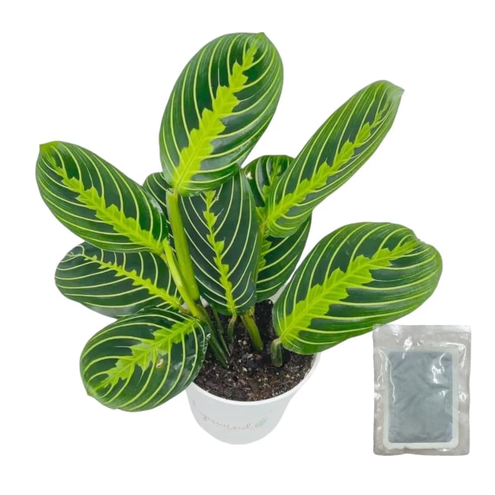 Live Plant, Lemon Lime Maranta Prayer Plant, Pet Friendly, Air Purifying, Easy Care, Easy to Grow Live Indoor Plant, Houseplant, Rare Plant, Home Décor 4 inch White Pot (Heat Pack Included)
