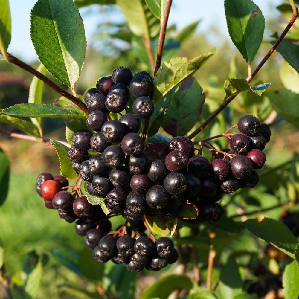 Black Chokeberry Plant, Chokeberry Plant for Planting, 5-9 Inc Tall, Sweet Berries, Cold Hardy Tree for Outdoor Growing