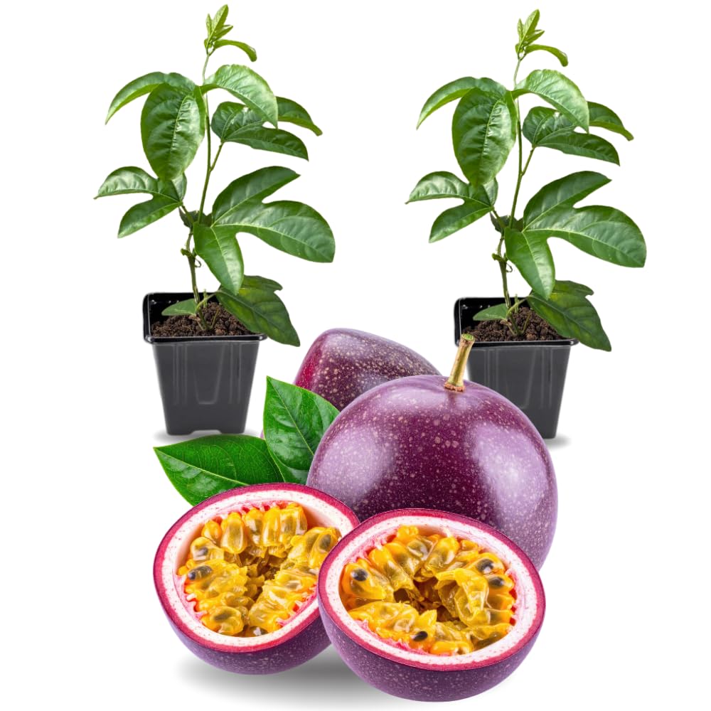 2 High Yield Passion Fruit Plants Live, Deep Purple Climbing Passion Vine Tree Live Plant for Outdoor Growing, 5-9" in Tall, Fast Growing Perennial Sweet and Edible Fruits