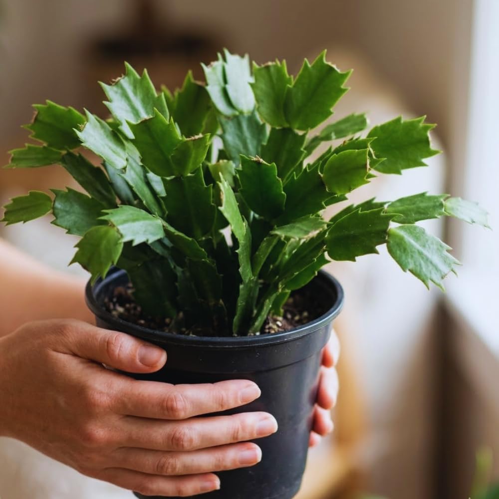 Christmas Cactus Plant Live, Red Christmas Cactus Plant, Holiday Cactus Plants for Gardening, 4 Inc Potted