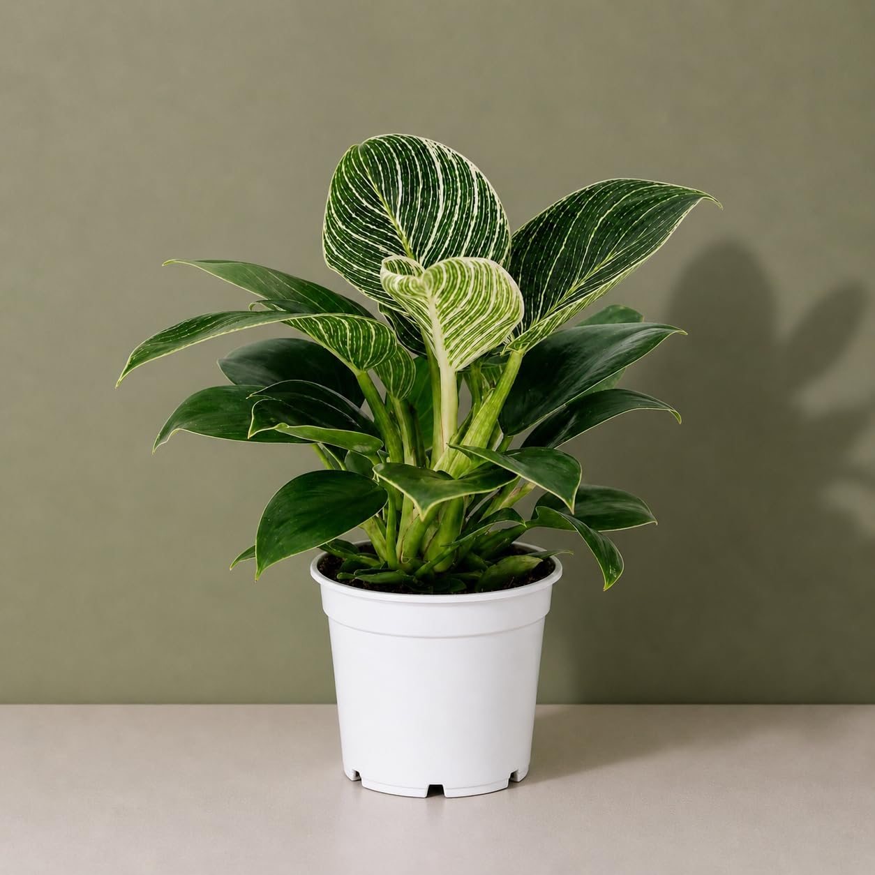 Philodendron Birken Live Plant | Indoor House Plant for Home Decor, Room Decor, Office Decor | Air Purifying Philodendron Houseplant | Elegant Plants Live Houseplants