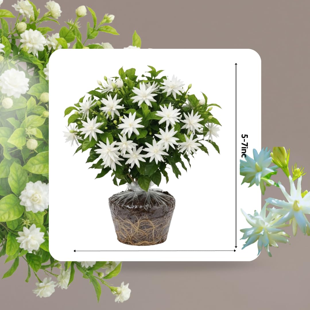 2 Jasmine Plants Live, Jasmine Flower Plant Indoors Outdoors, Climbing Vine Plant, 5 to 8 Inc Tall