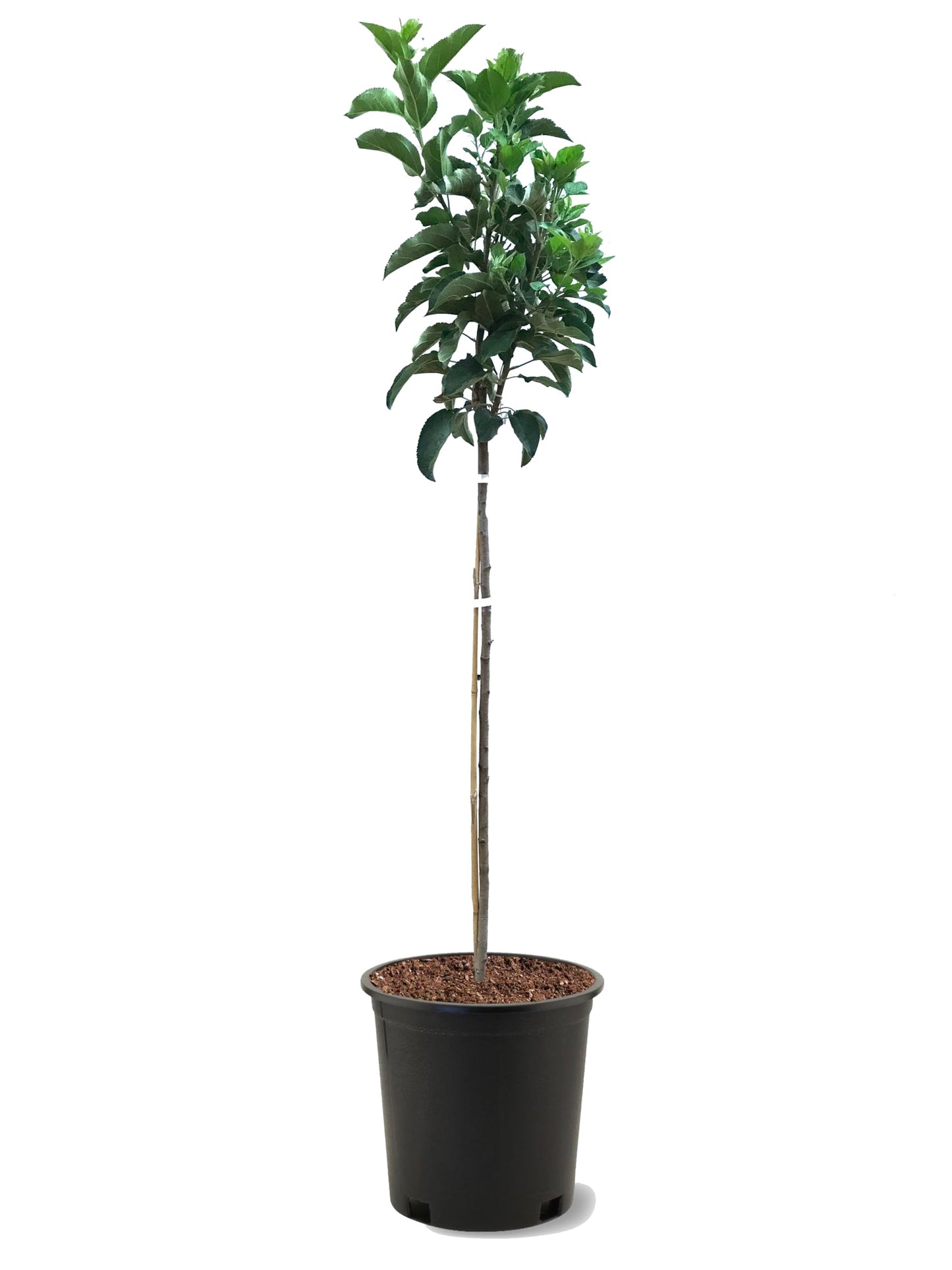 American Plant Exchange Apple Tree 'Red Rome Beauty' – Live Fruit-Bearing Plant, 5-Gallon Pot, Cold Hardy, Sweet Edible Apples for Outdoor Orchards and Landscapes
