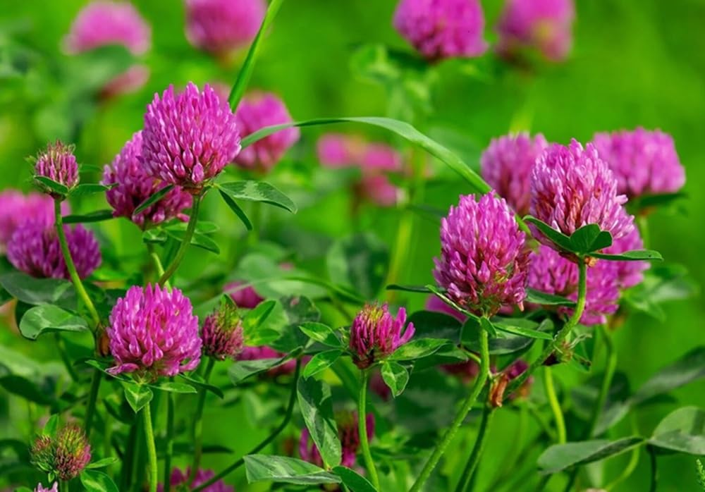 Red Clover Seeds, Nitro-Coated and Inoculated, 1 Pound Pack by Seeds2Go