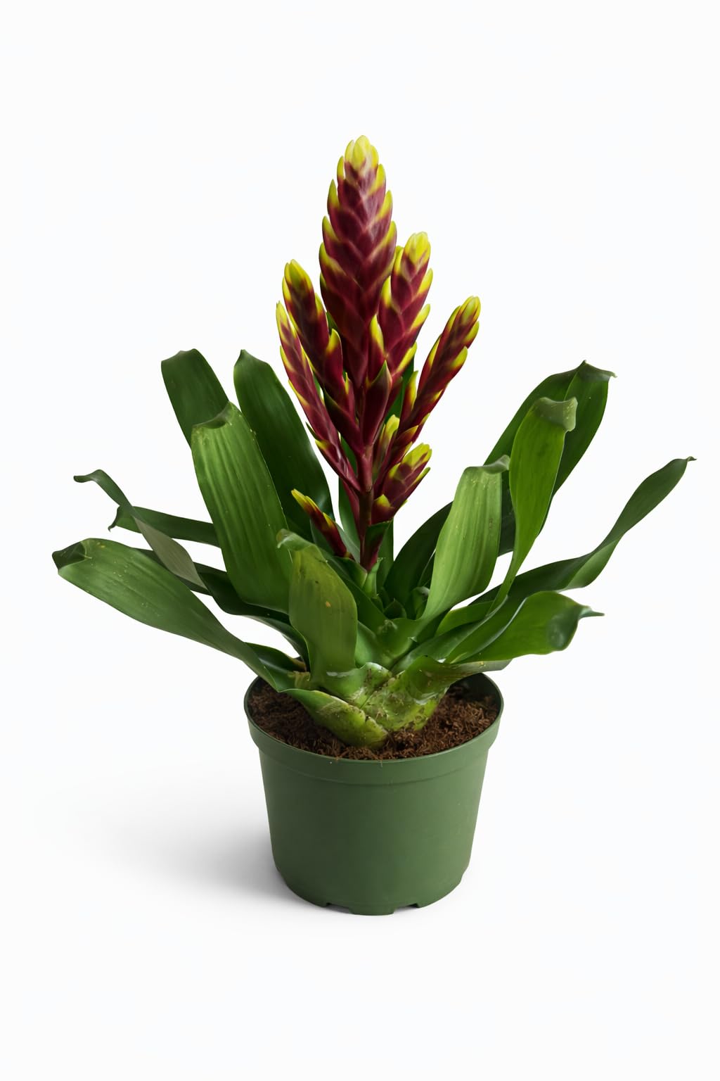 Vriesea Bromeliad Live Indoor Tropical Plant, Red and Yellow, Easy Care Houseplant, Modern Home Decor Gift
