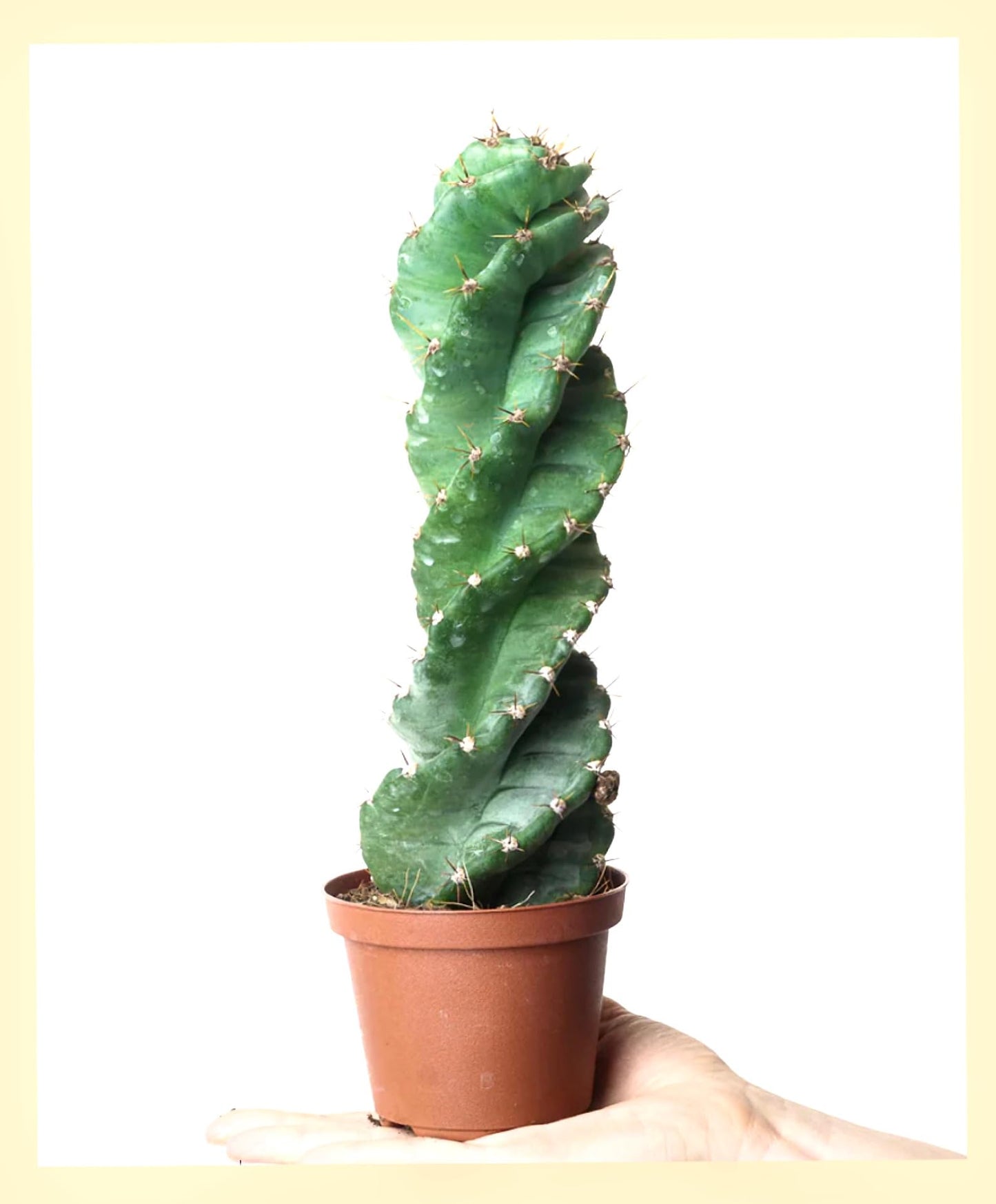 12"-14" Tall Spiral Cactus Live Plant-Cereus Forbesii, Hardy and Drought Tolerate, Easy/Fast to Grow Indoor/Outdoor. (Spiral Cactus)