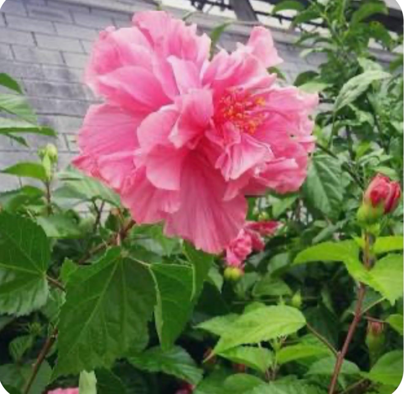 Live Plant - Kona Hibiscus-Small Rooted Starter Plant-Hibiscus Rosa-sinensis