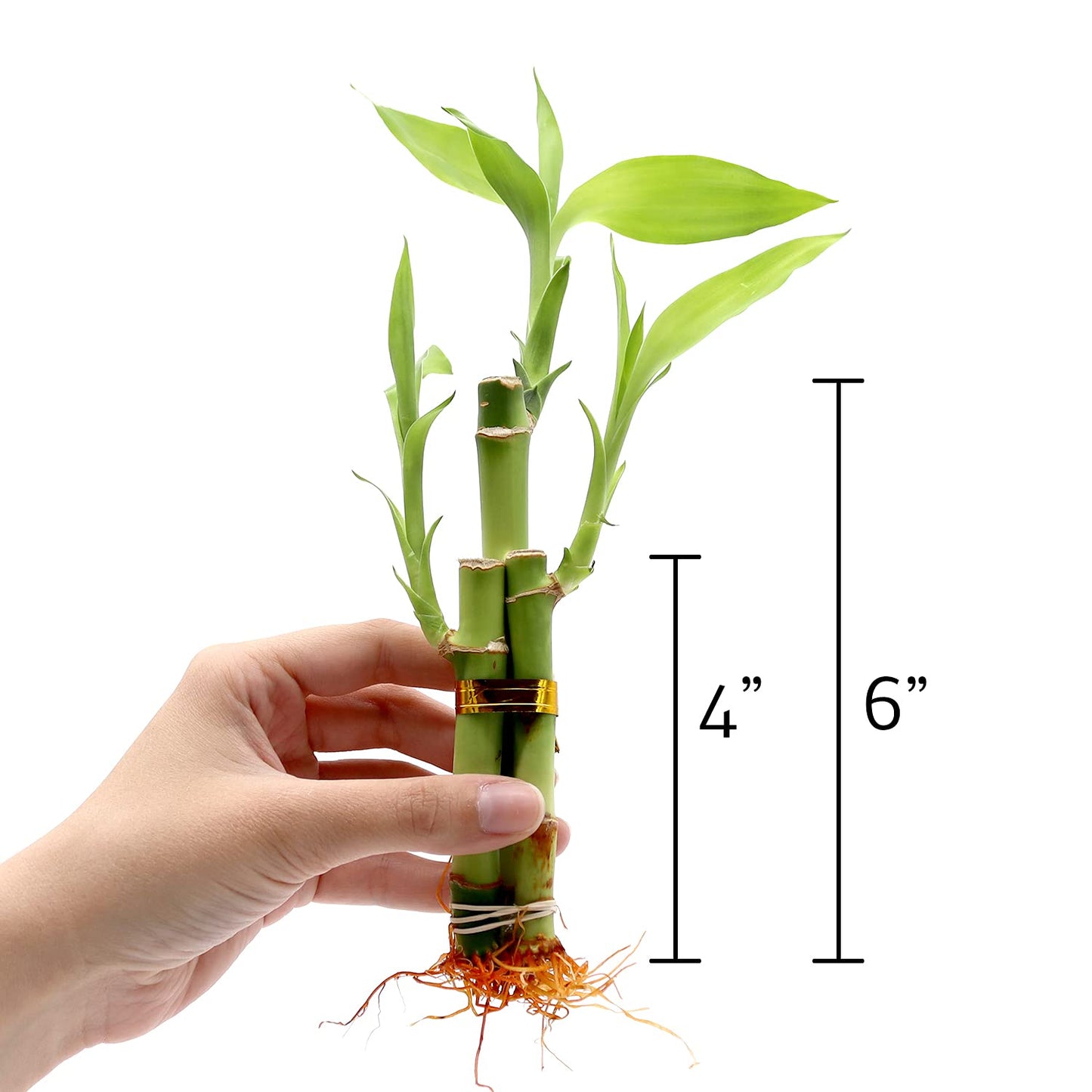 3 Stalk Live Lucky Bamboo Arrangement in Mini Color Ceramic Vase - Colorful Poterry, Indoor House Plants, Feng Shui, Lucky Plant, Houseplant (Plum)