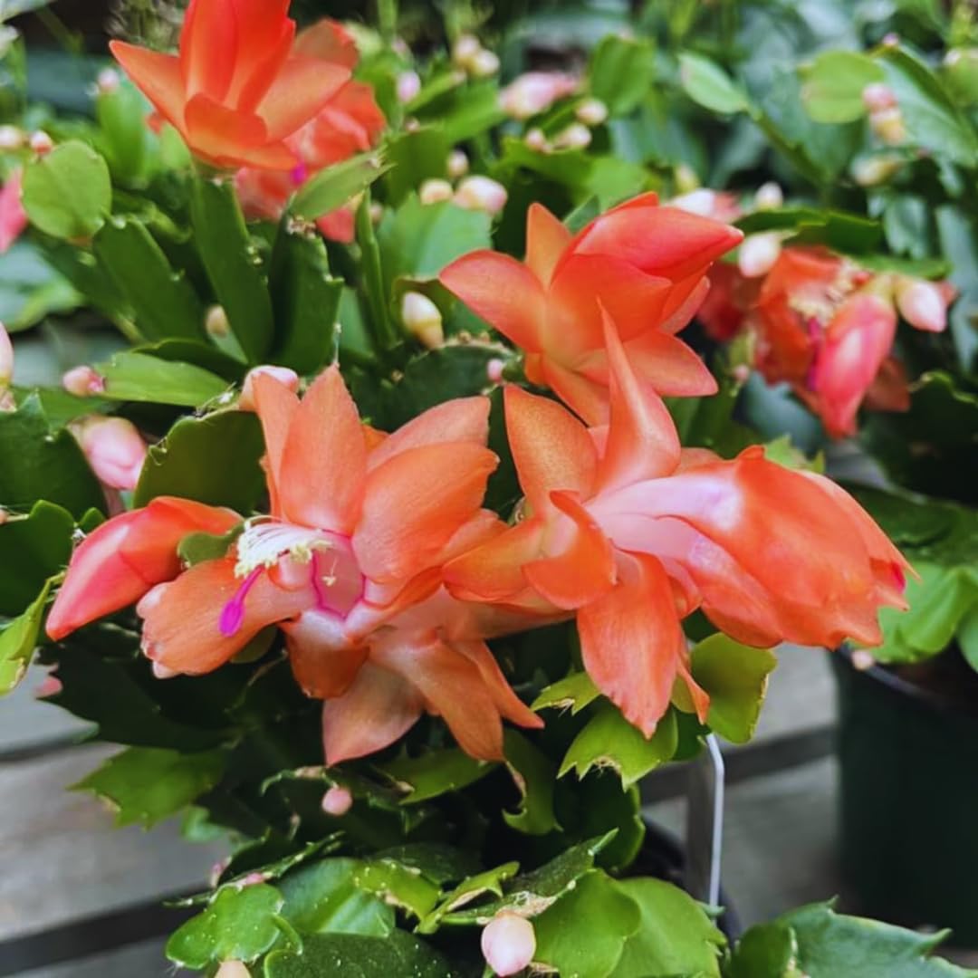 Orange Christmas Cactus Plant Live Christmas Cactus, Holiday Cactus Live Plant Pot, Houseplant, 5 to 7 Inc Tall
