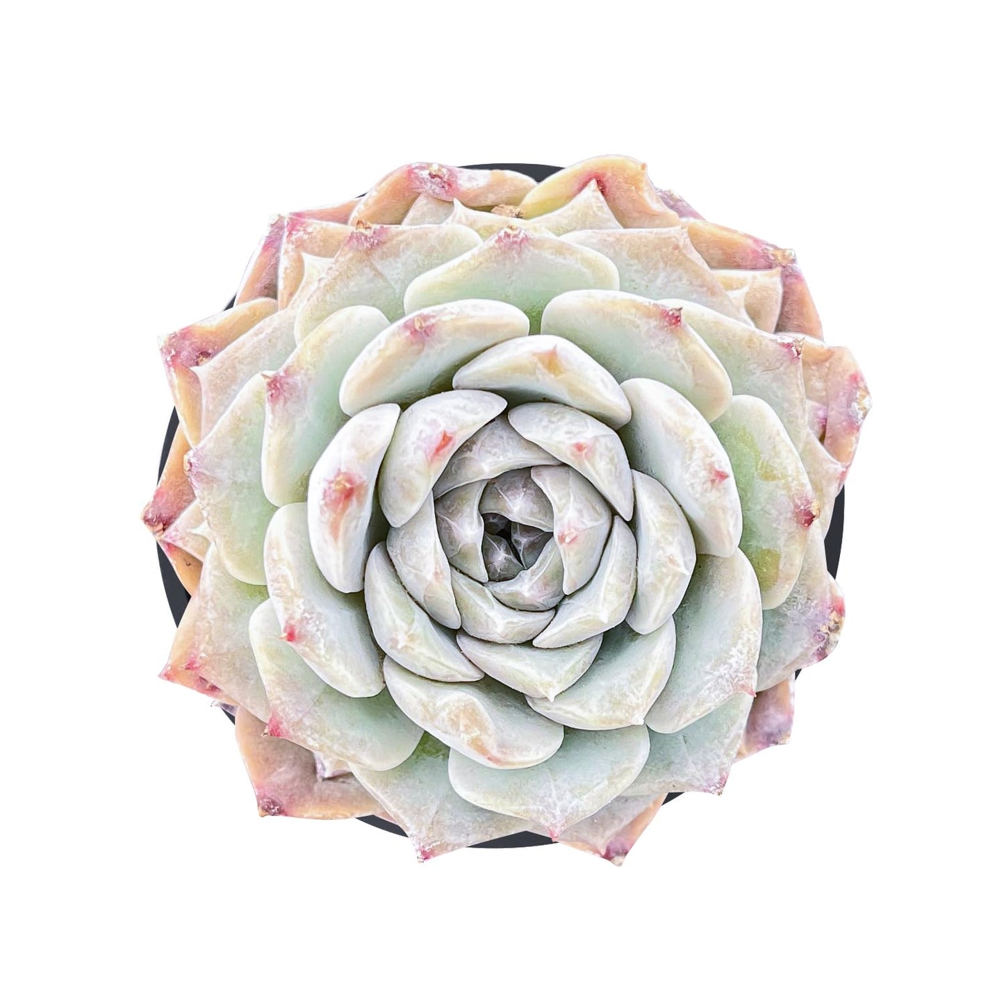 2" Live Succulent Plants Pachyveria 'BubbleCandy', Mini Potted Succulents, Easy Care Indoor Houseplant, Unique Gifts, Home Office Décor