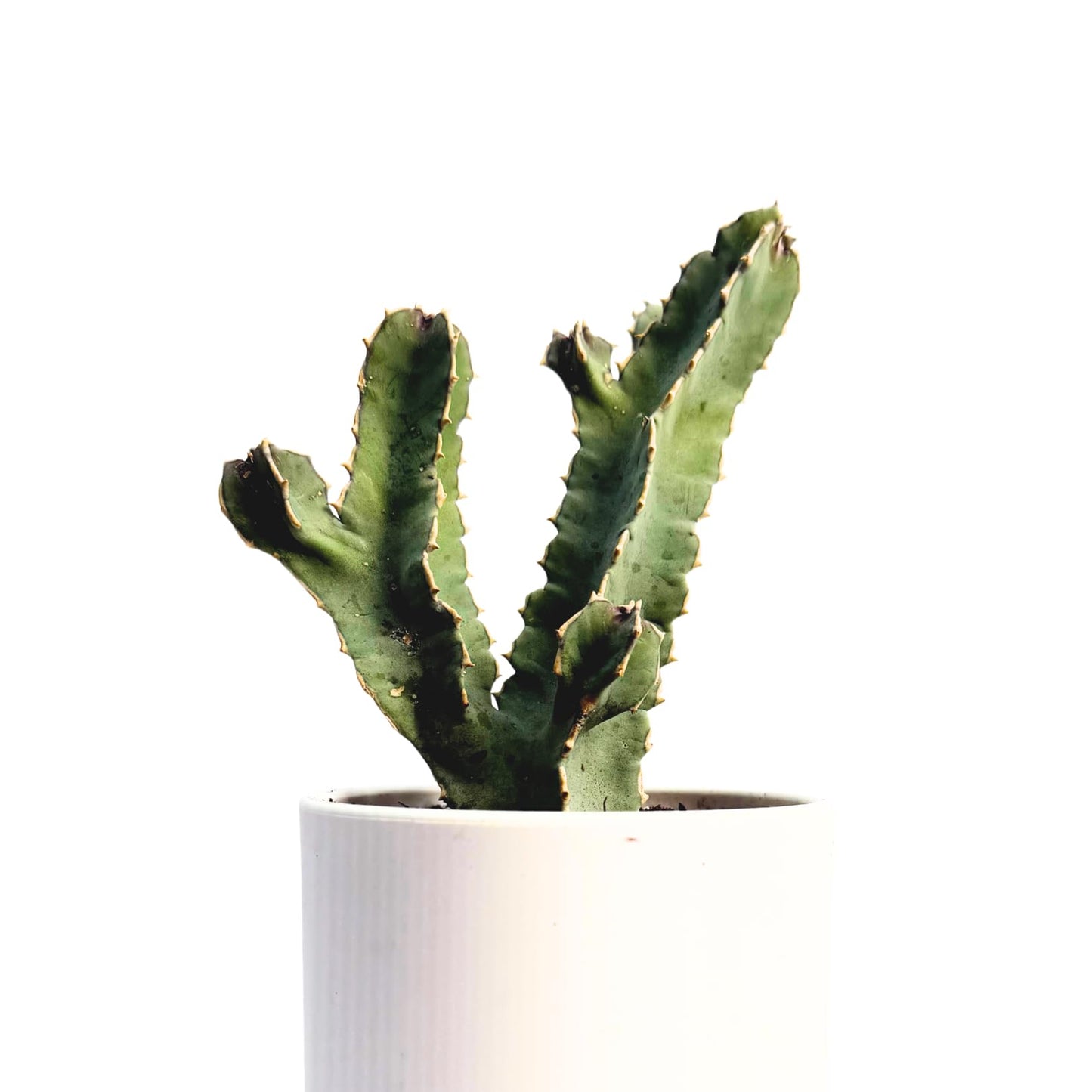 Caralluma Speciosa Live Succulent β Rare Desert Cactus-Like Plant β Unique Star-Shaped Blooms β Easy to Grow Indoors or Outdoors β Drought-Tolerant Exotic Succulent β 6-8 Inches Tall