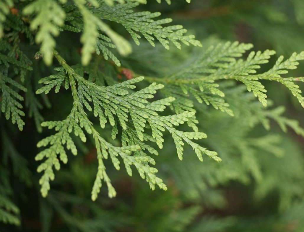 5 Emerald Green Arborvitae Trees/Shrubs - 6-12" Tall Live Plants - Evergreen Hedges/Bushes - Thuja occidentalis 'Smaragd' - (5 Pack)