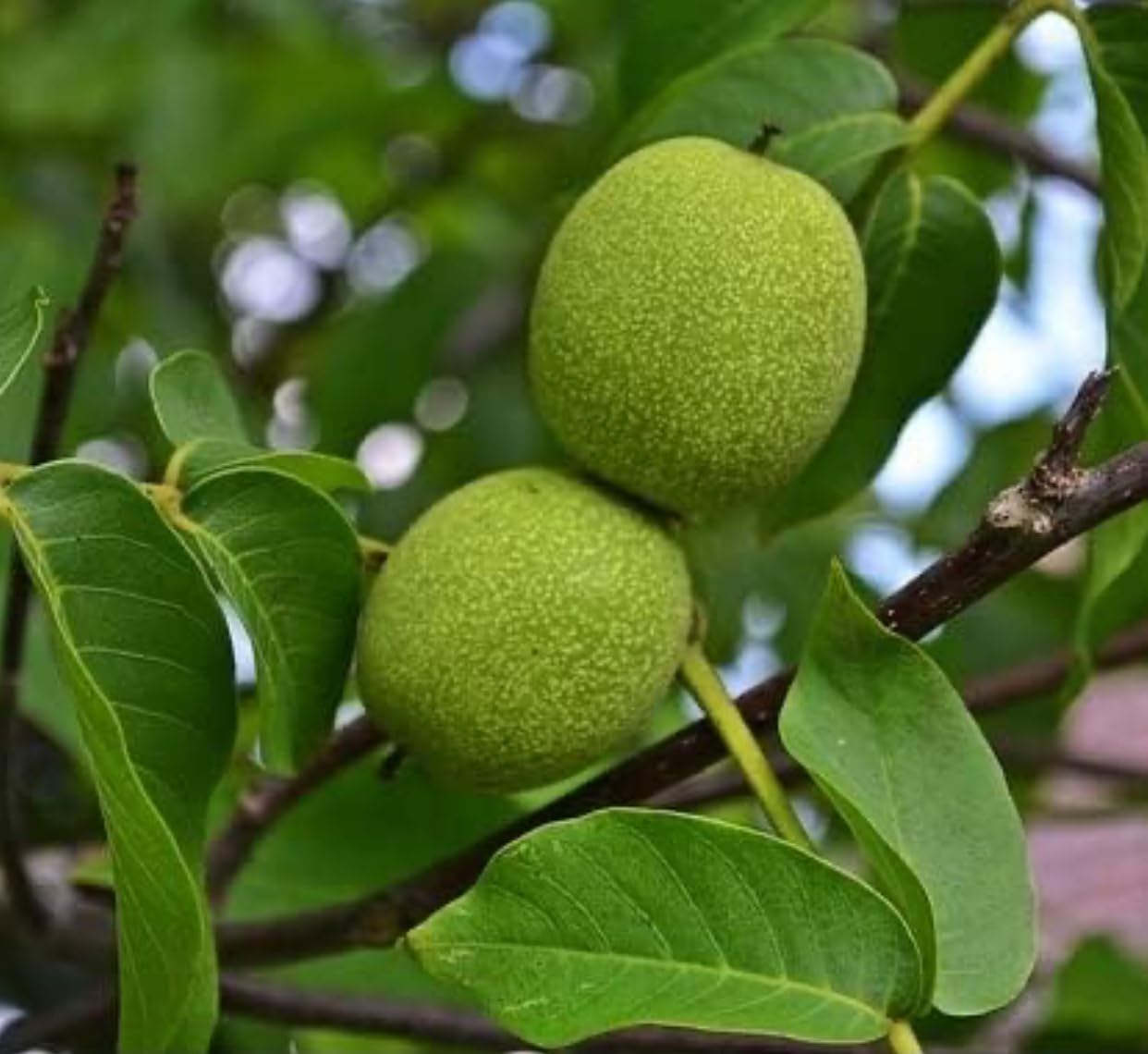 Black Walnut Tree Live Plant | Live Tree Seedlings (2 Trees) 2-3' Tall Juglans nigra