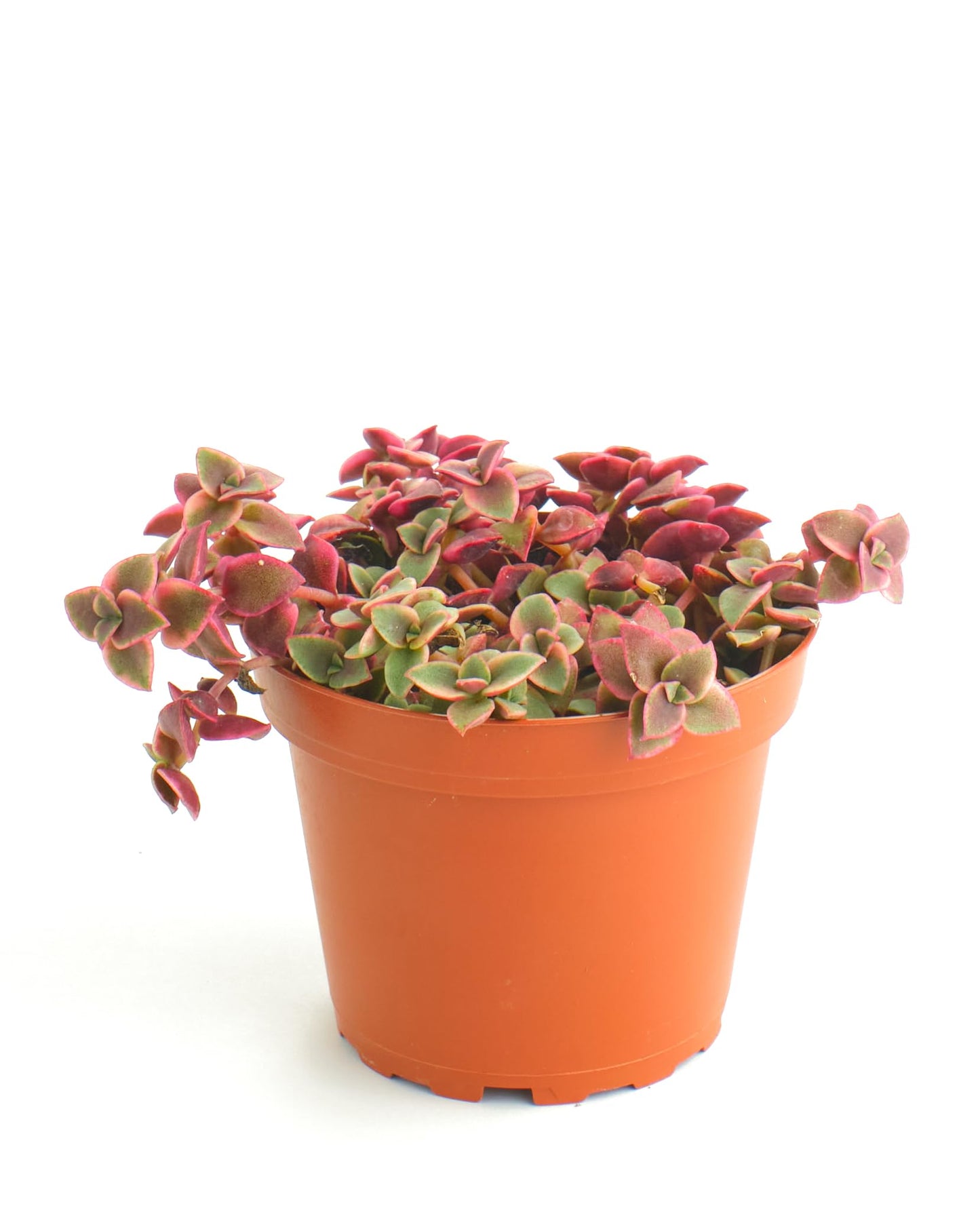 Shop Succulents Calico Kitten Hanging Succulent, Crassula Pellucida Variegata, Fully Rooted Live 4" Succulent Plant, Low Maintenance Indoor Plant, Trailing Succulents, Gift & Garden