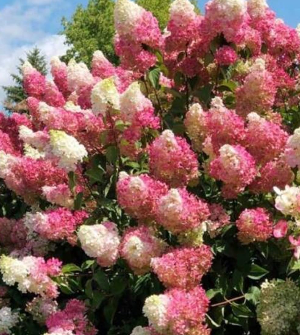 Vanilla Strawberry Hydrangea Tree Live Plant, Pink and White Flowering Shrub, Live Garden Plant - Ships Bare Root