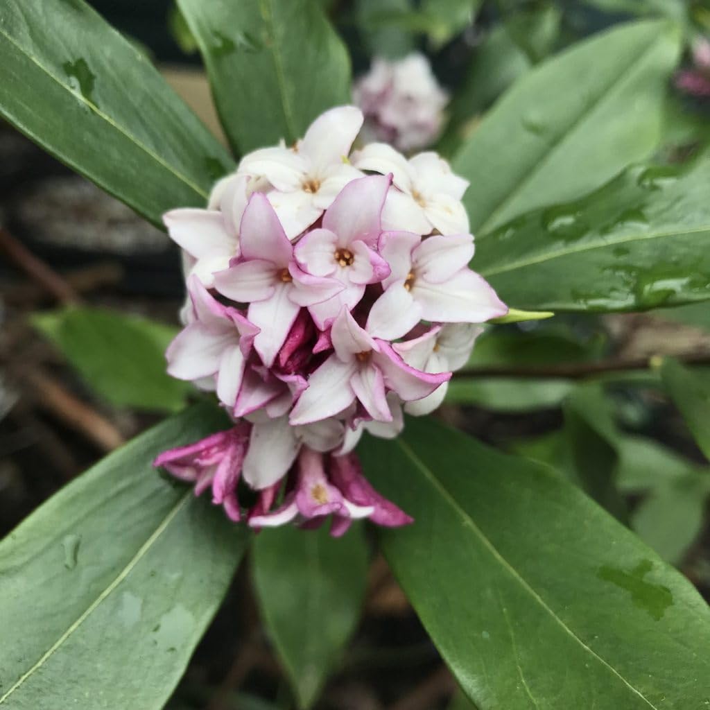 Daphne Pink Shrub – Fragrant Evergreen with Clusters of Pink Blooms, Compact Flowering Plant for Borders & Containers (1 Gallon/Potted/Set of Two)