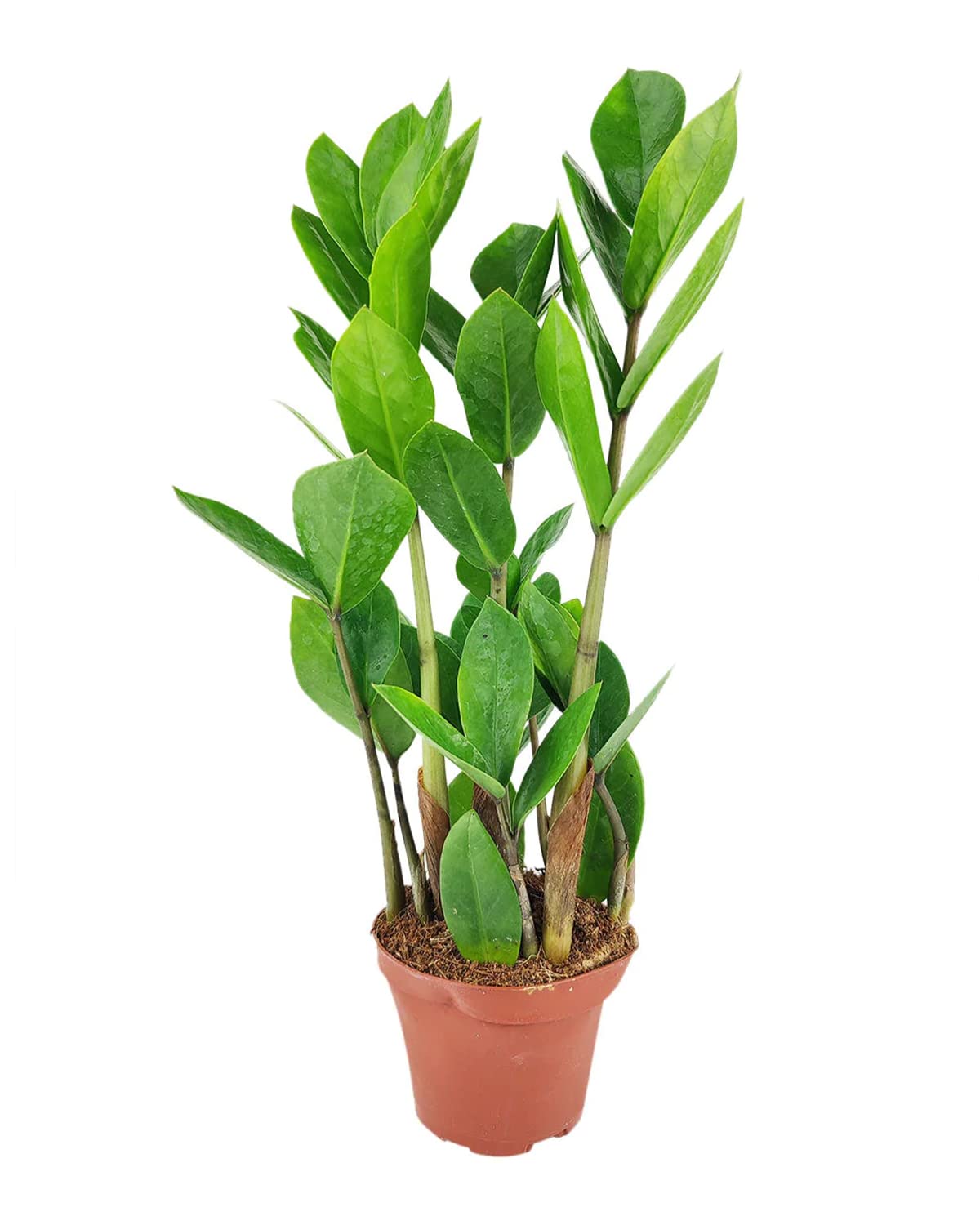 ZZ Plant (4" Grower Pot) - Low Light and Healthy Houseplant - Easy to Care, Easy to Grow Plants for Beginners - Live Healthy Houseplant for Home Office Decoration - Air-Purifying Indoor Plant