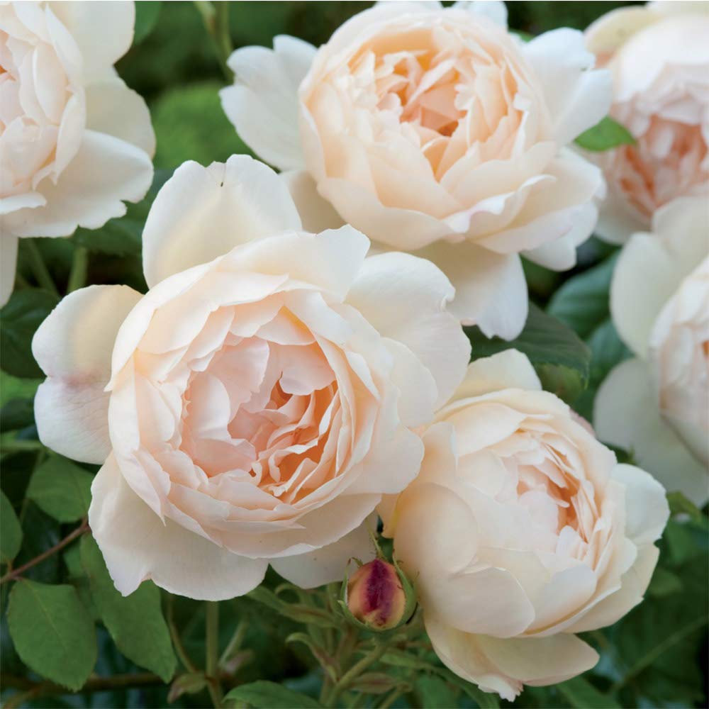 Heirloom Roses Rose Plant - Wollerton Old Hall Apricot Rose Bush, David Austin Live Plant for Planting Outdoors