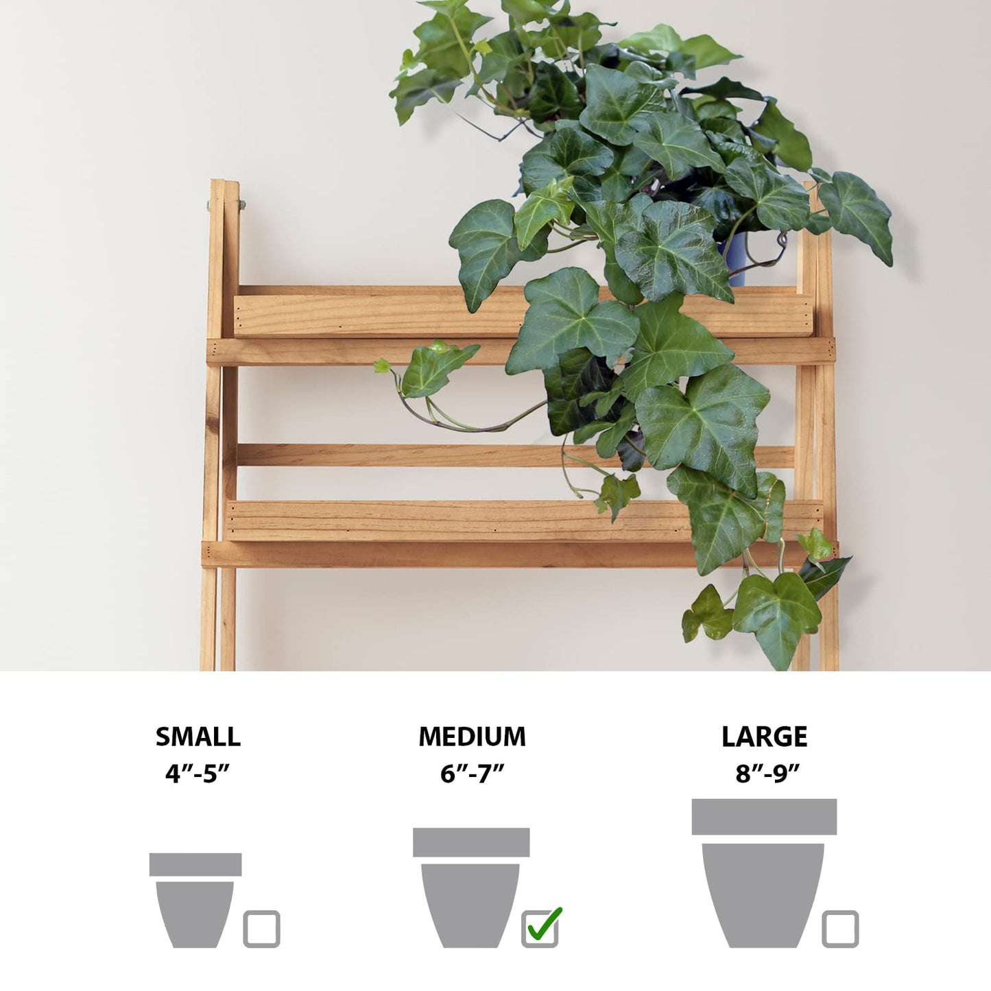 Live Ivy Plant, Hedera Helix, English Ivy, Trailing Indoor Plant, Housewarming Gift, Plant Lover Gift, Live Home Decor, Father's Day Gift Plant in 6" Pot