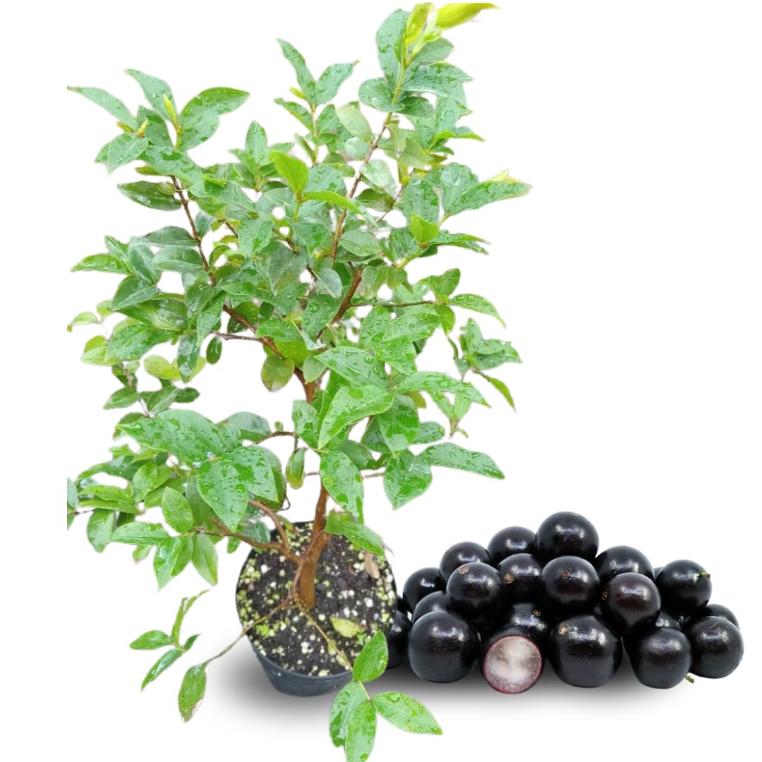 Black Jaboticaba Tree Live Plant, 1 Year Old Trees Seedling, 1 Feet Tall, Well Rooted, Jabuticaba Plants